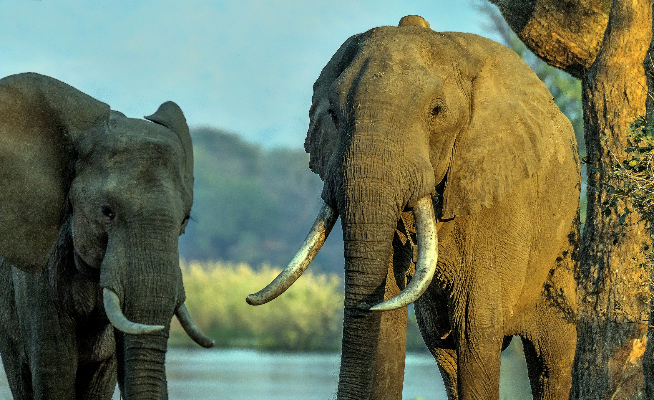 Zimbawe 2015 - Boswells e un amico