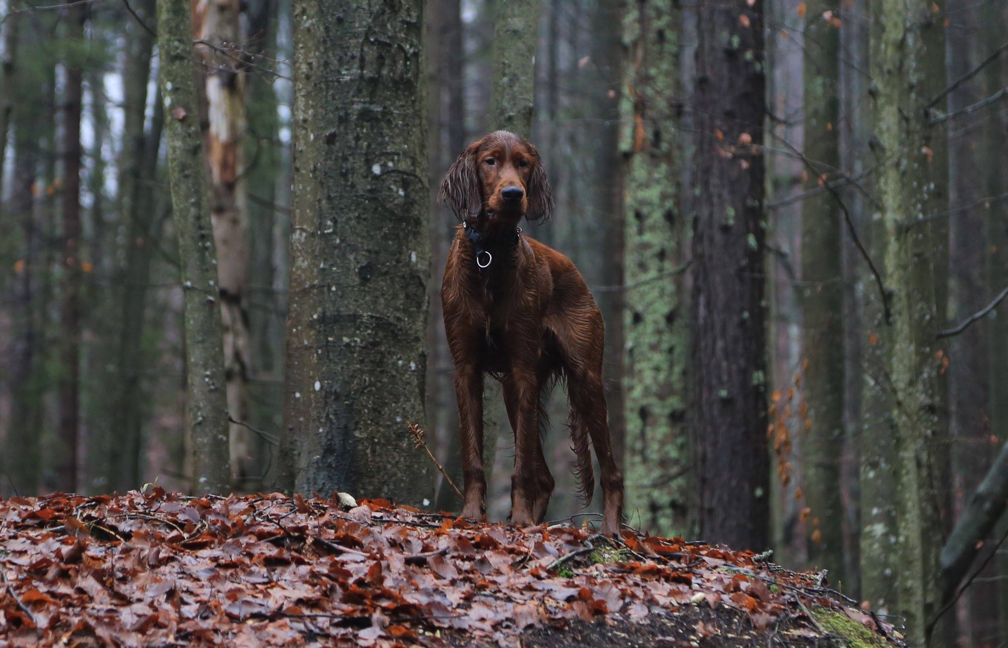 ...scatenate l'inferno...