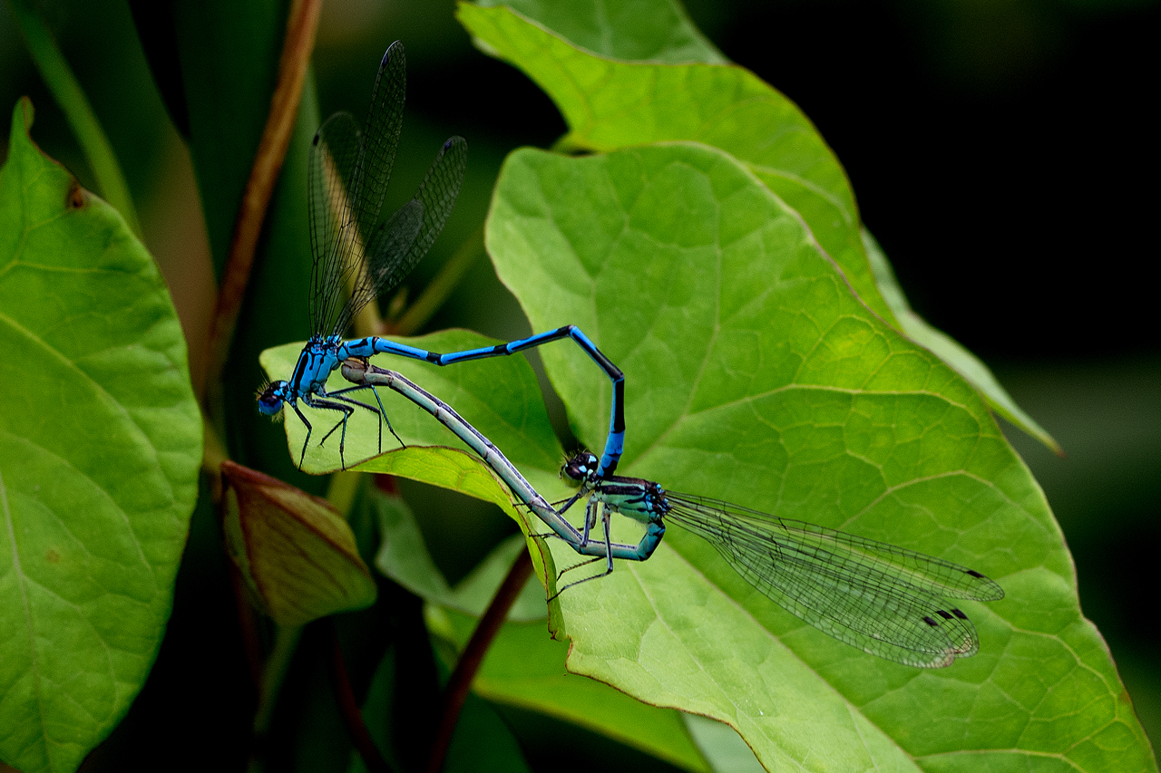 Heart of Dragonflies