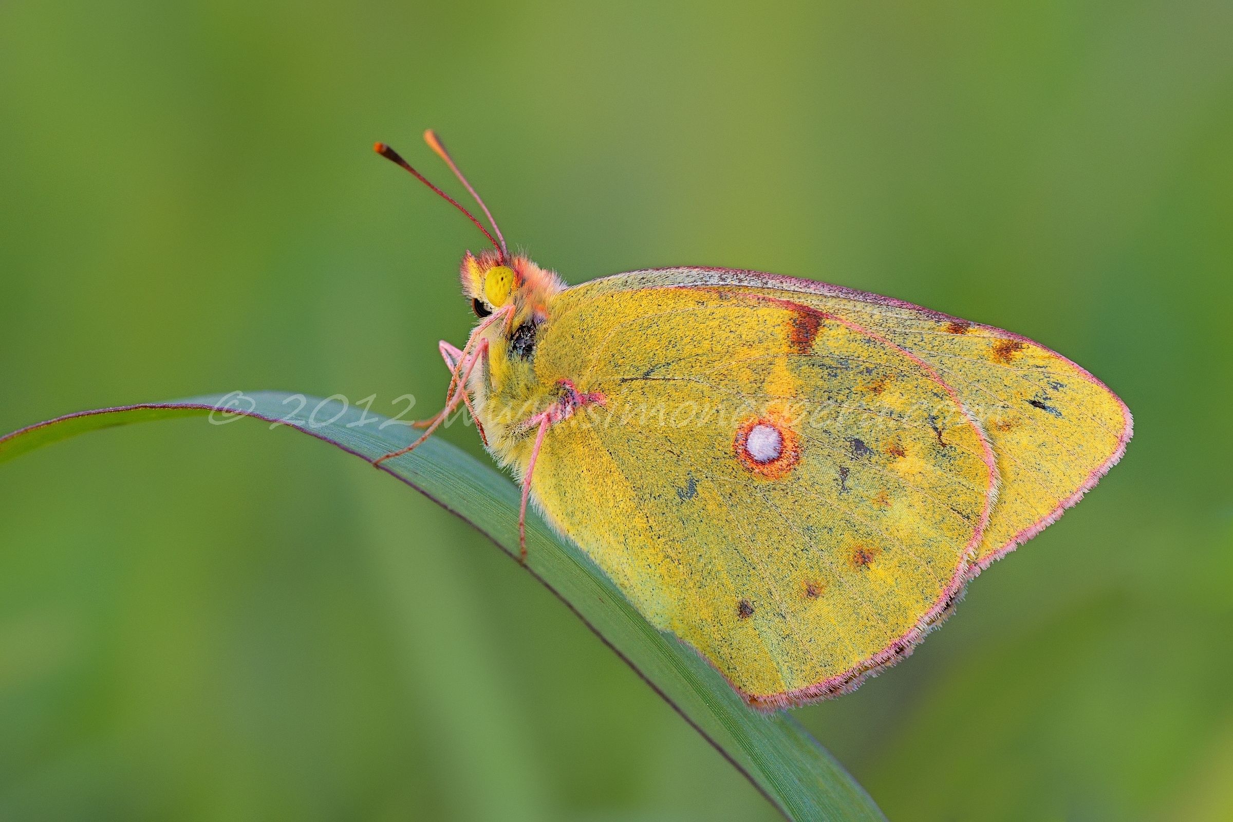 Colias crocea ...