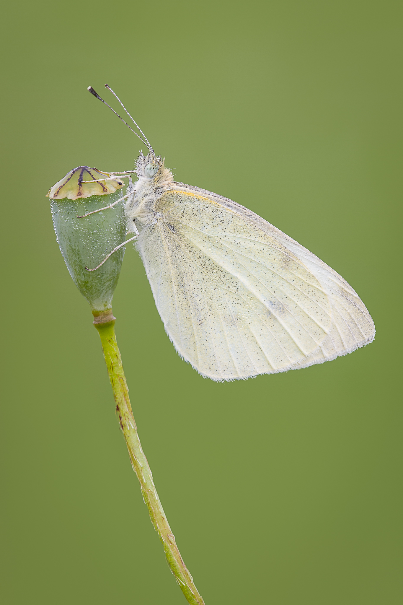 Pieris sp.