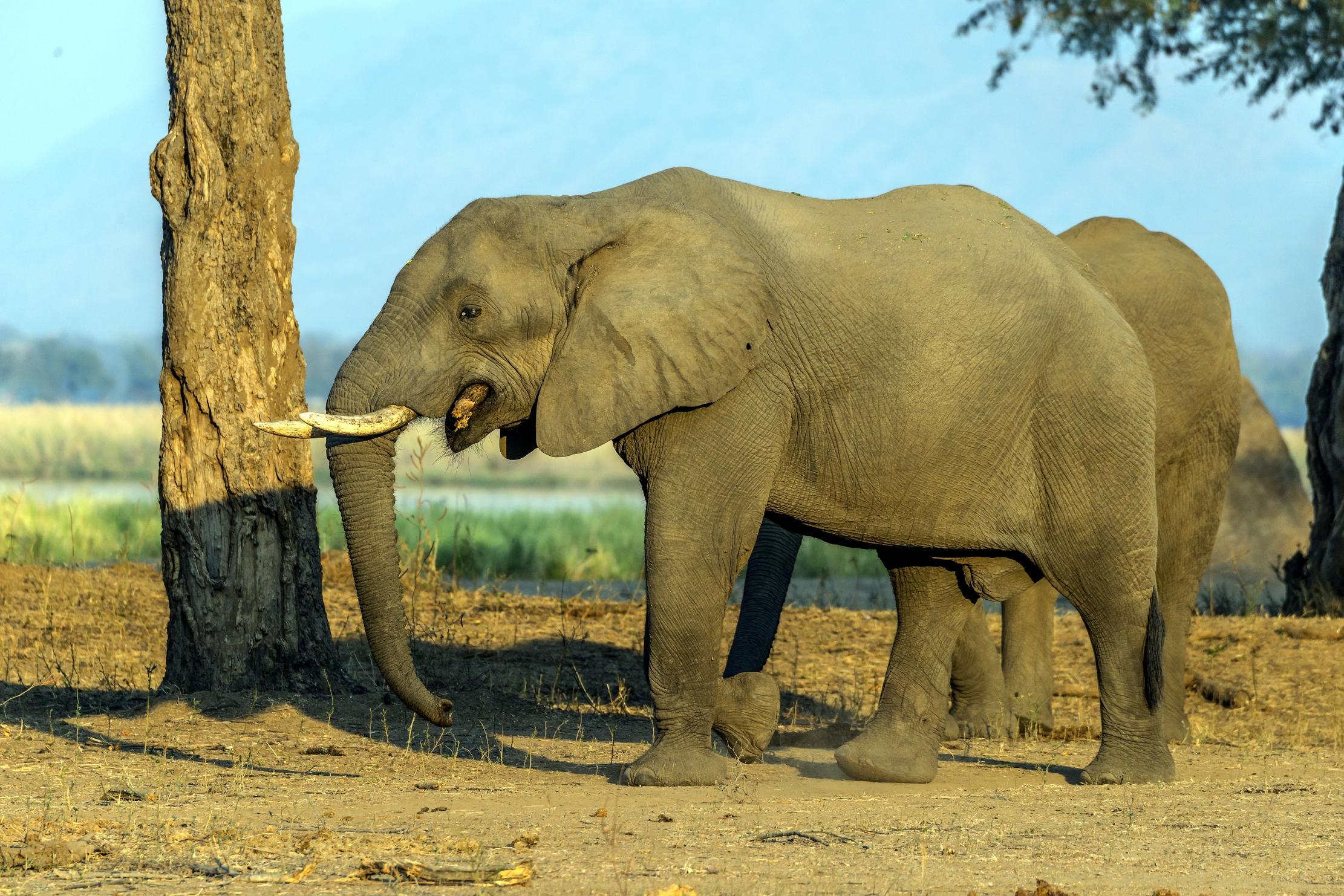 Zimbawe 2015 - Liquirizia