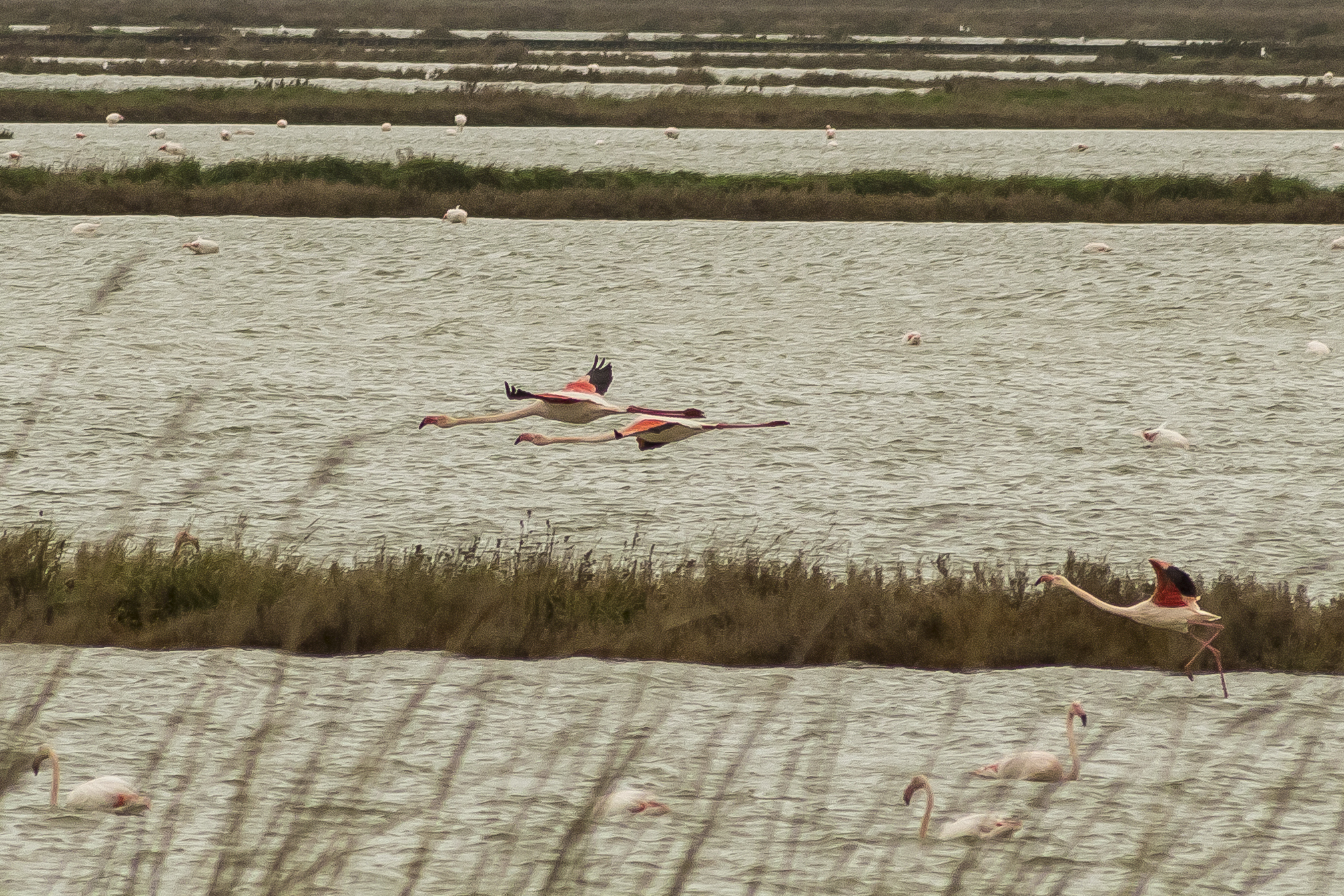 Comacchio - Fenicotteri