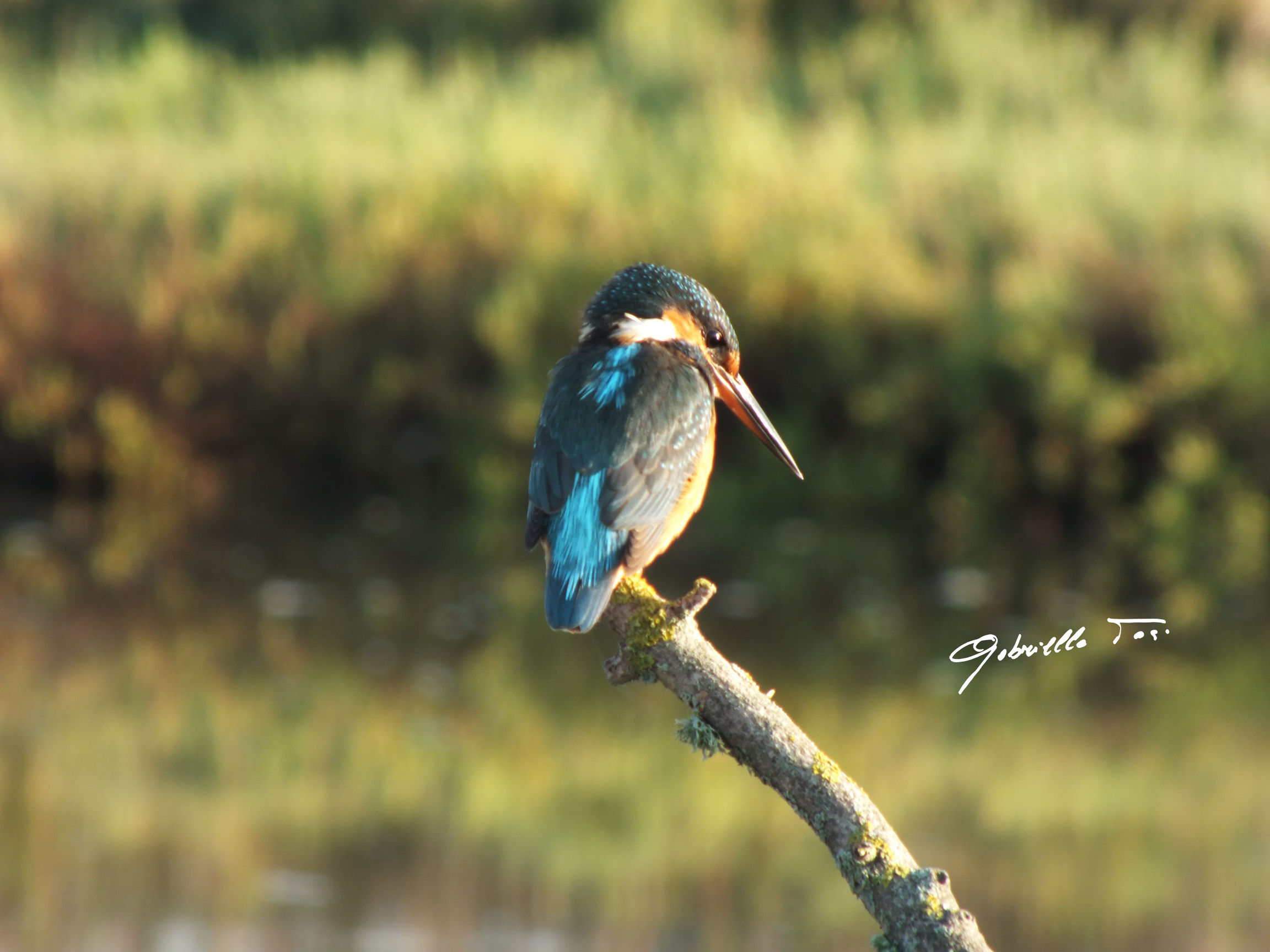 Kingfisher