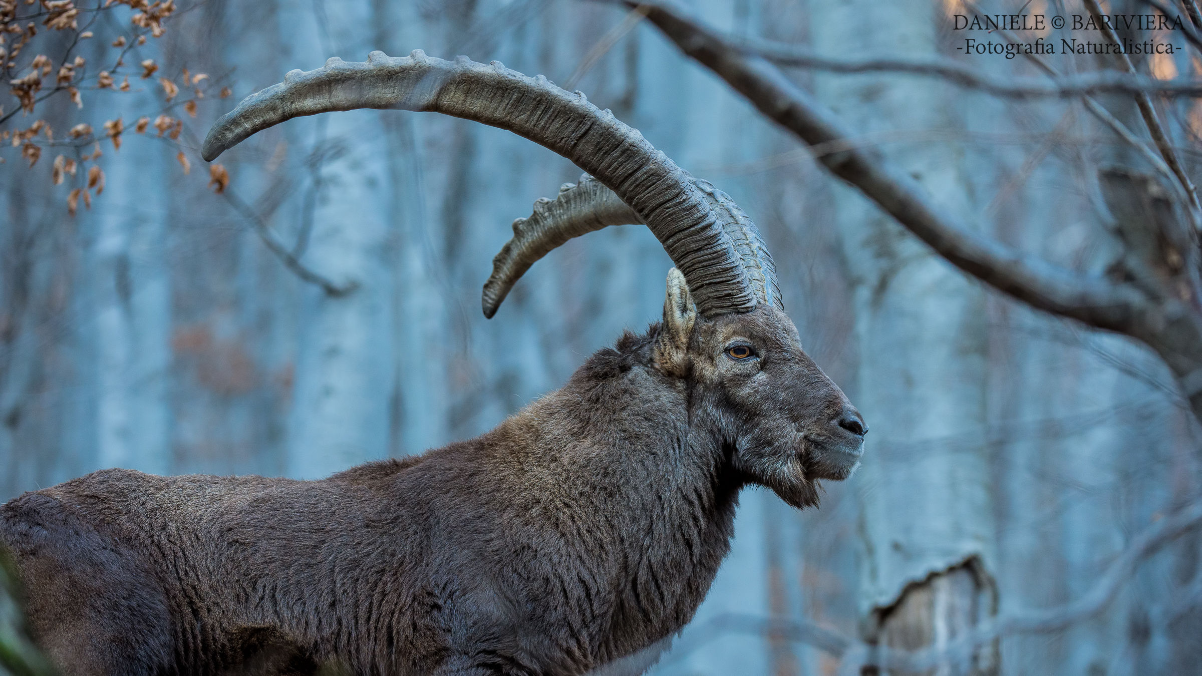 Stambecco possente