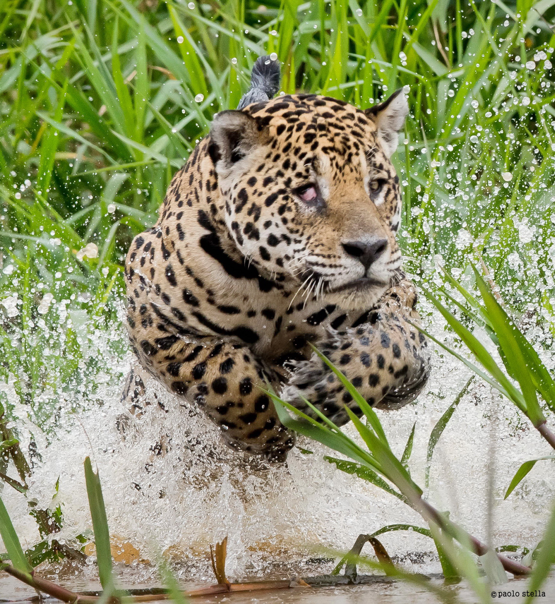 the flight of the "one-eyed" - close-up