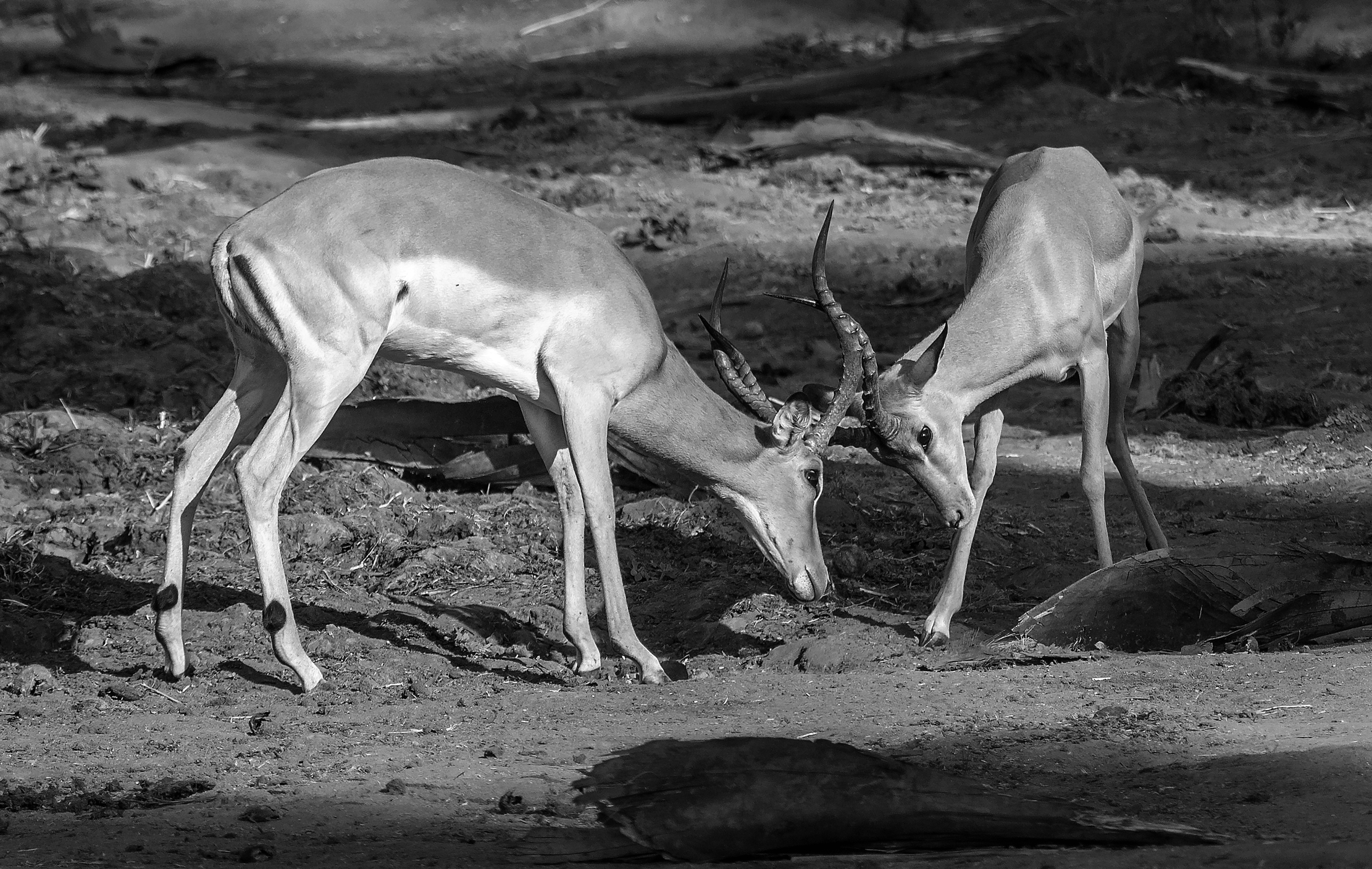 Zambia 2015 - Confronti B&W