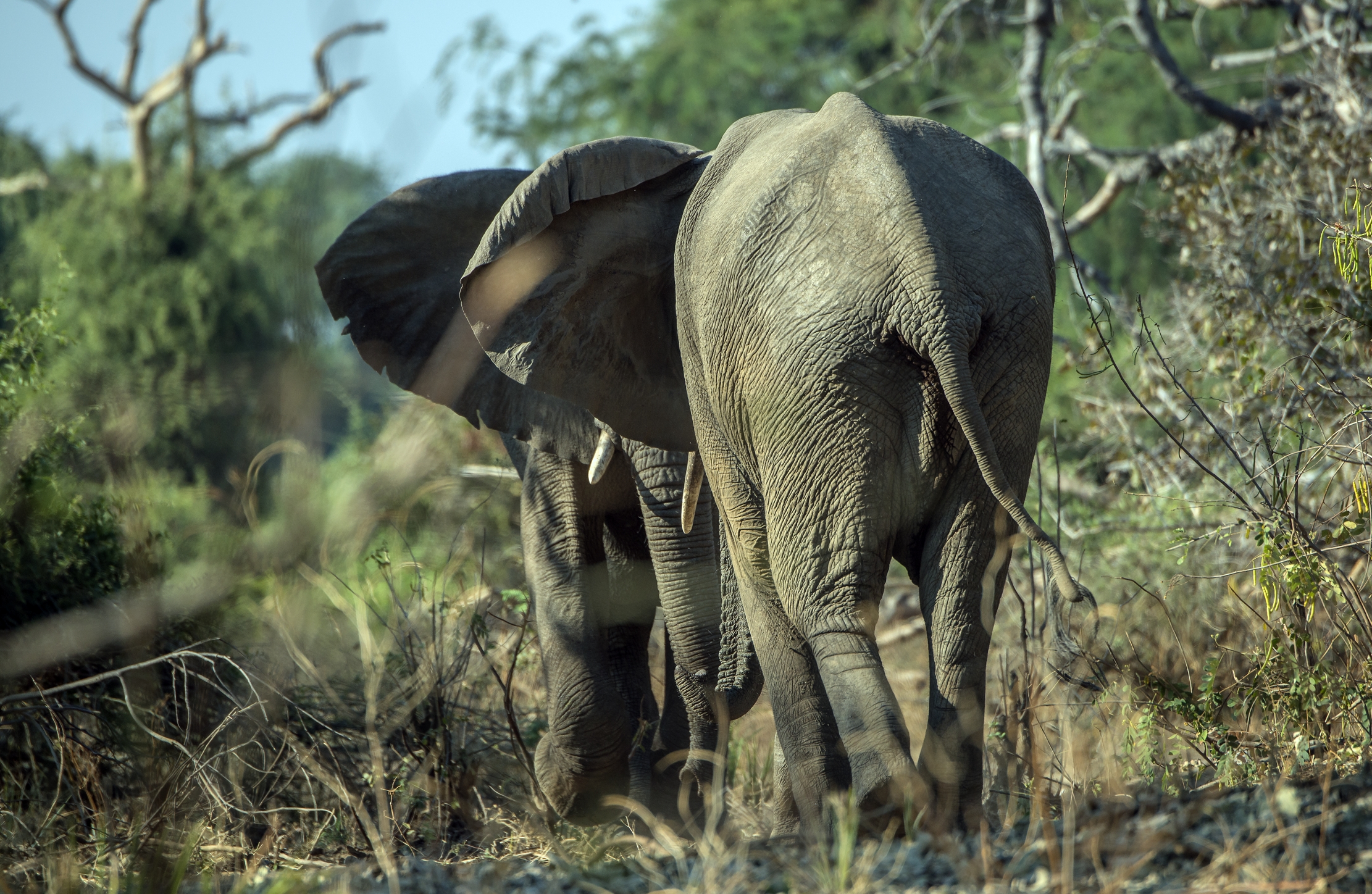 Zambia 2015 - Confronti pesanti