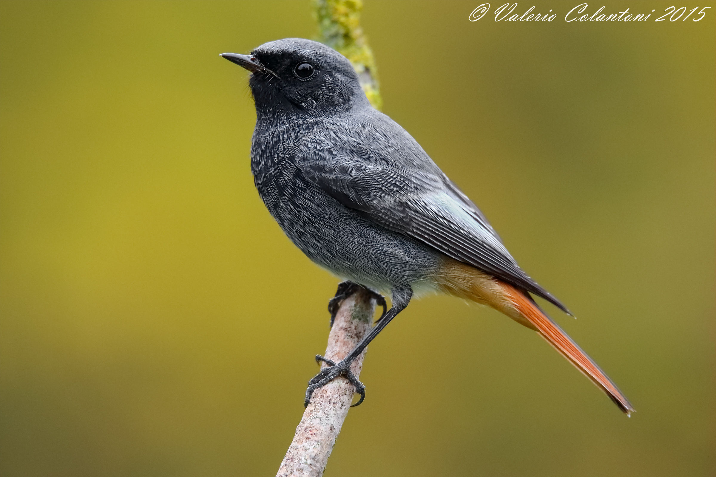 Codirosso spazzacamino