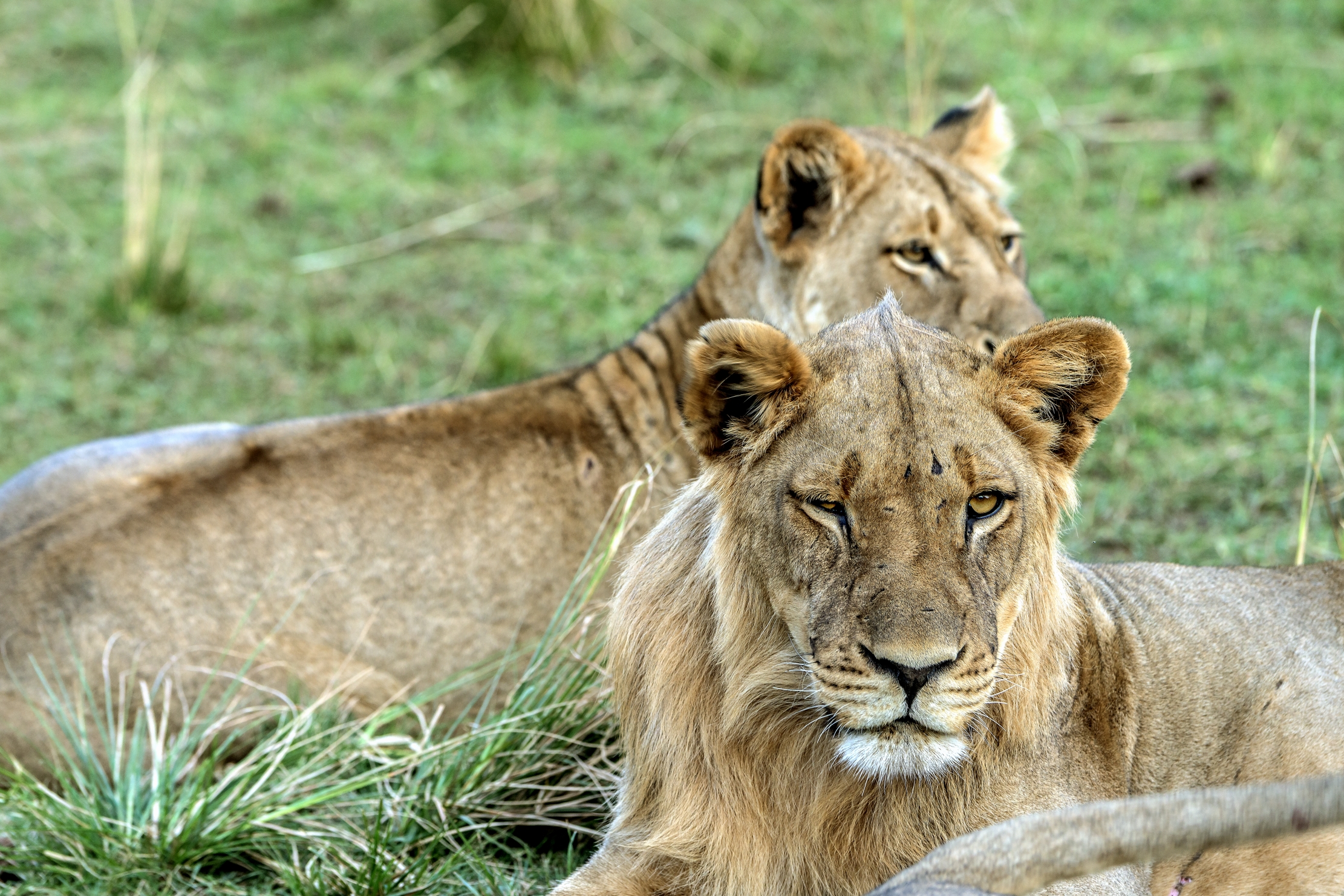 Zambia 2015 - Occhiolino?