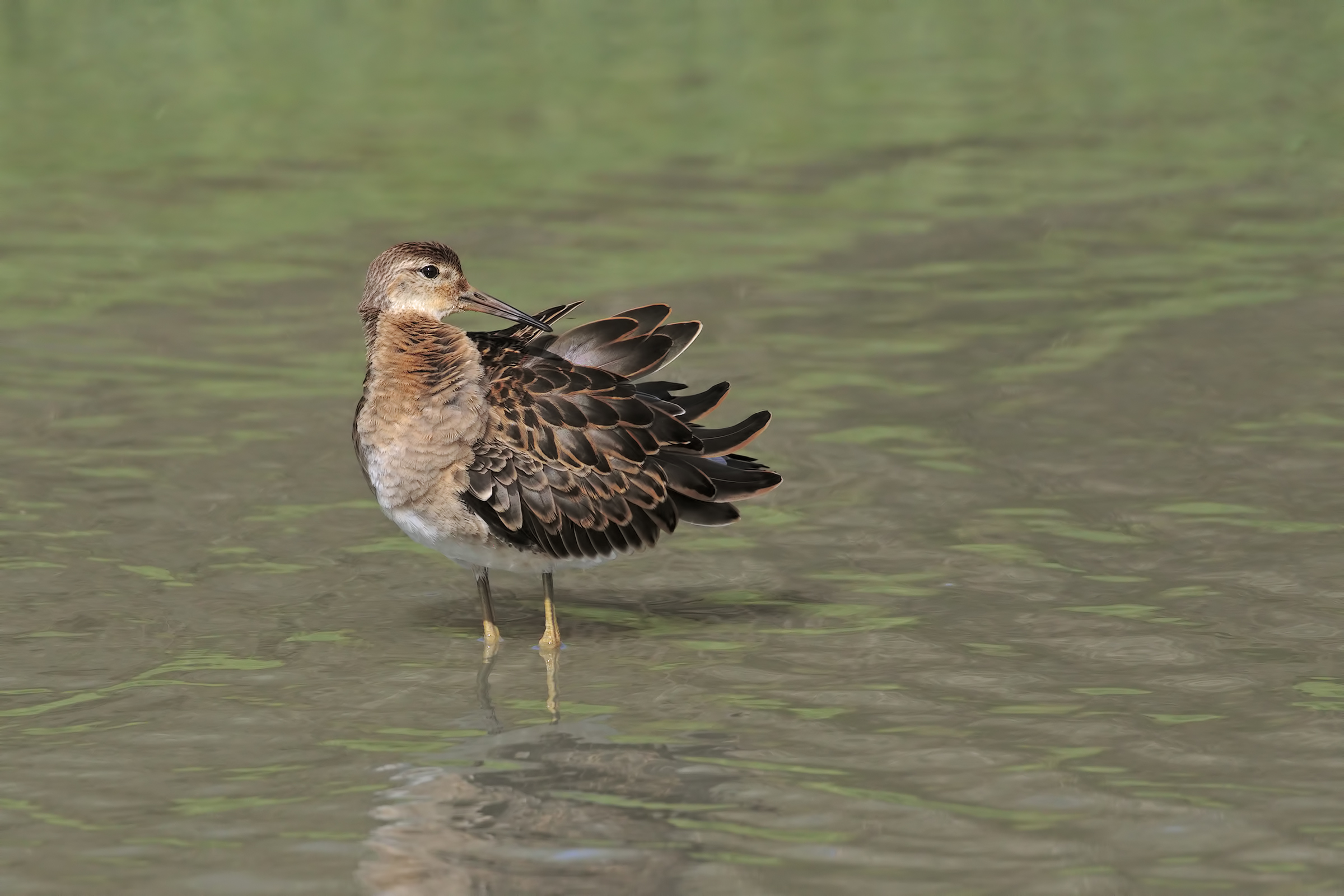 Spotted Redshank