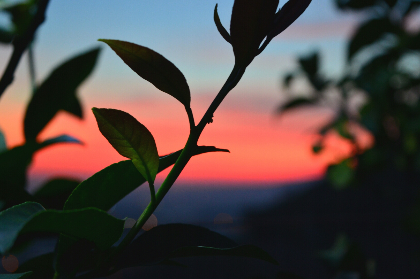 leaves at sunset