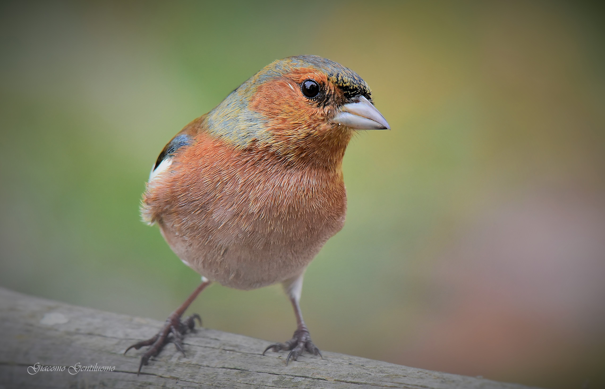 tenerissimo primo piano