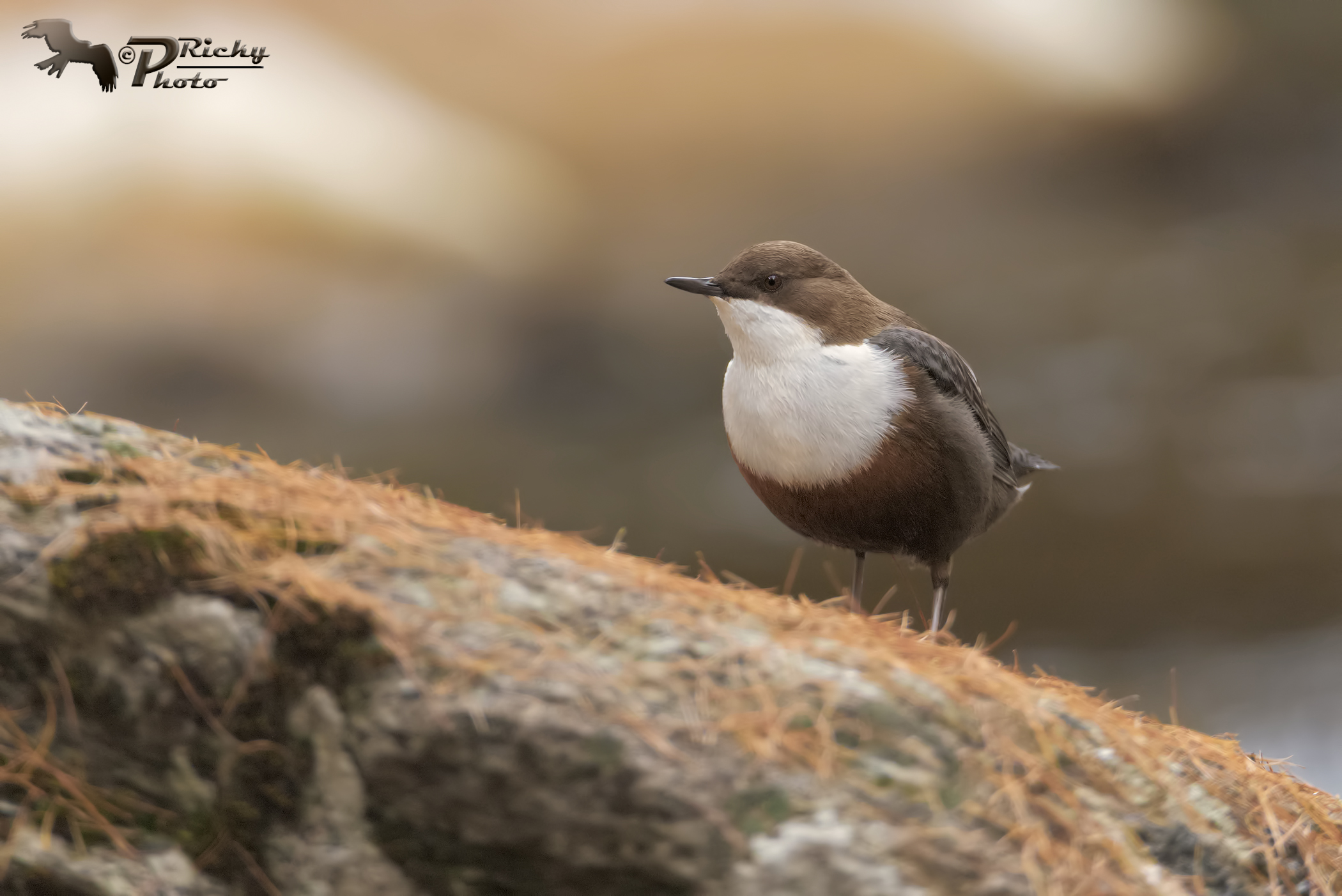 Dipper