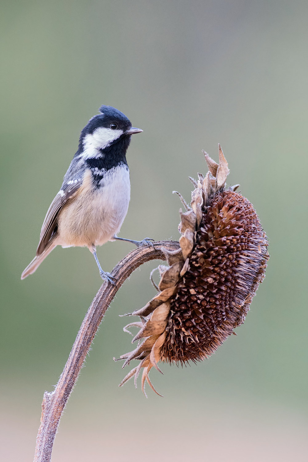 Coal tit 17/11/2015