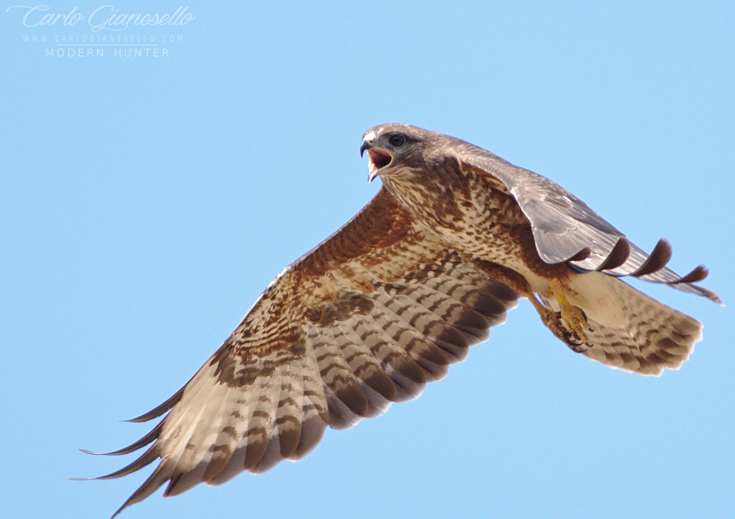 Poiana (Butteo Butteo)