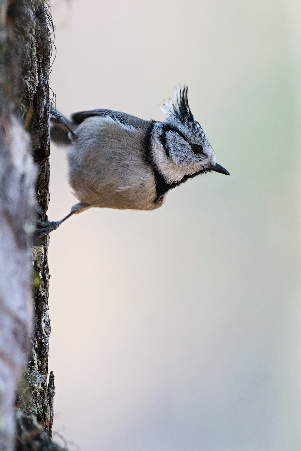 Crested tit 17/11/2015