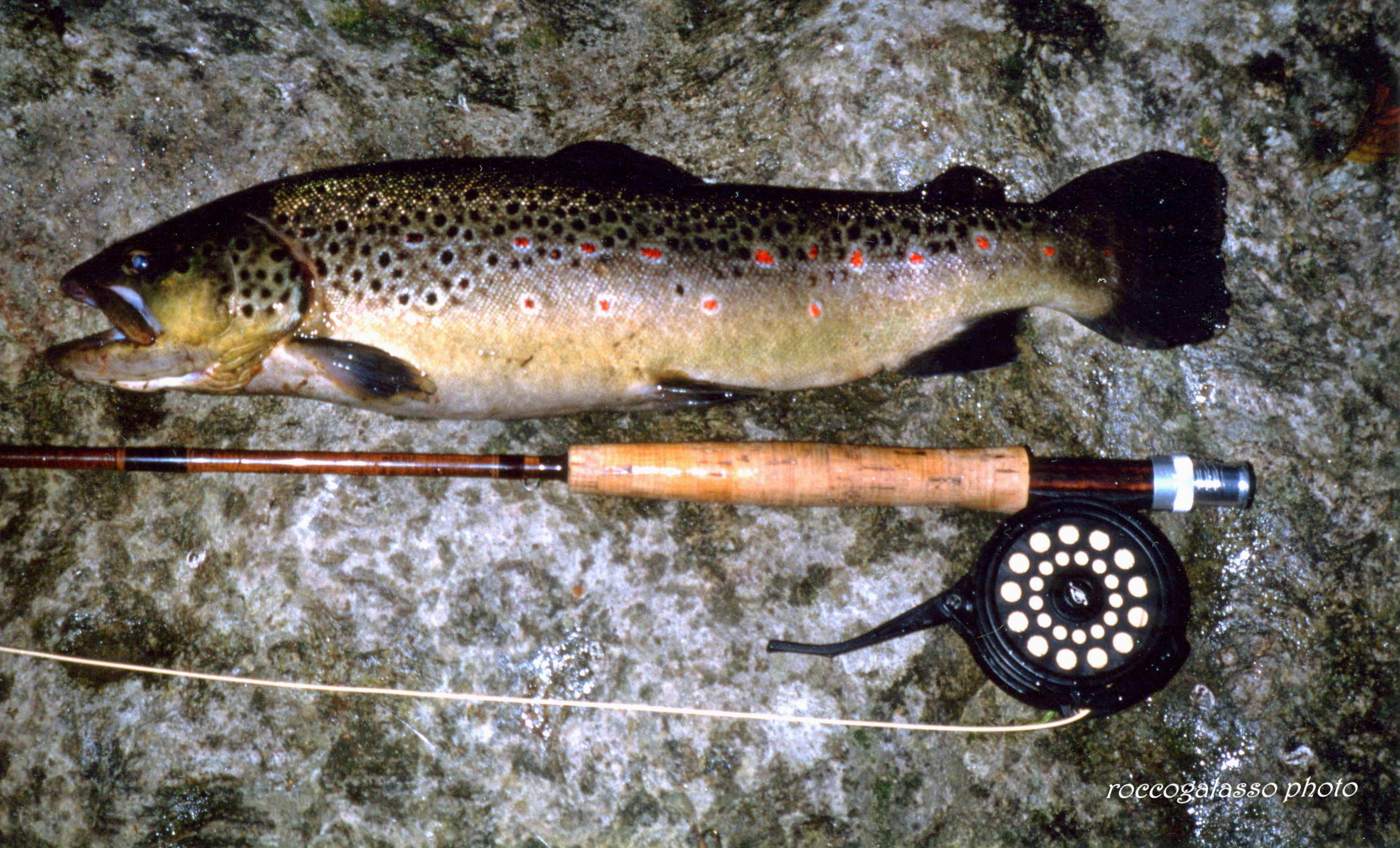 brown trout