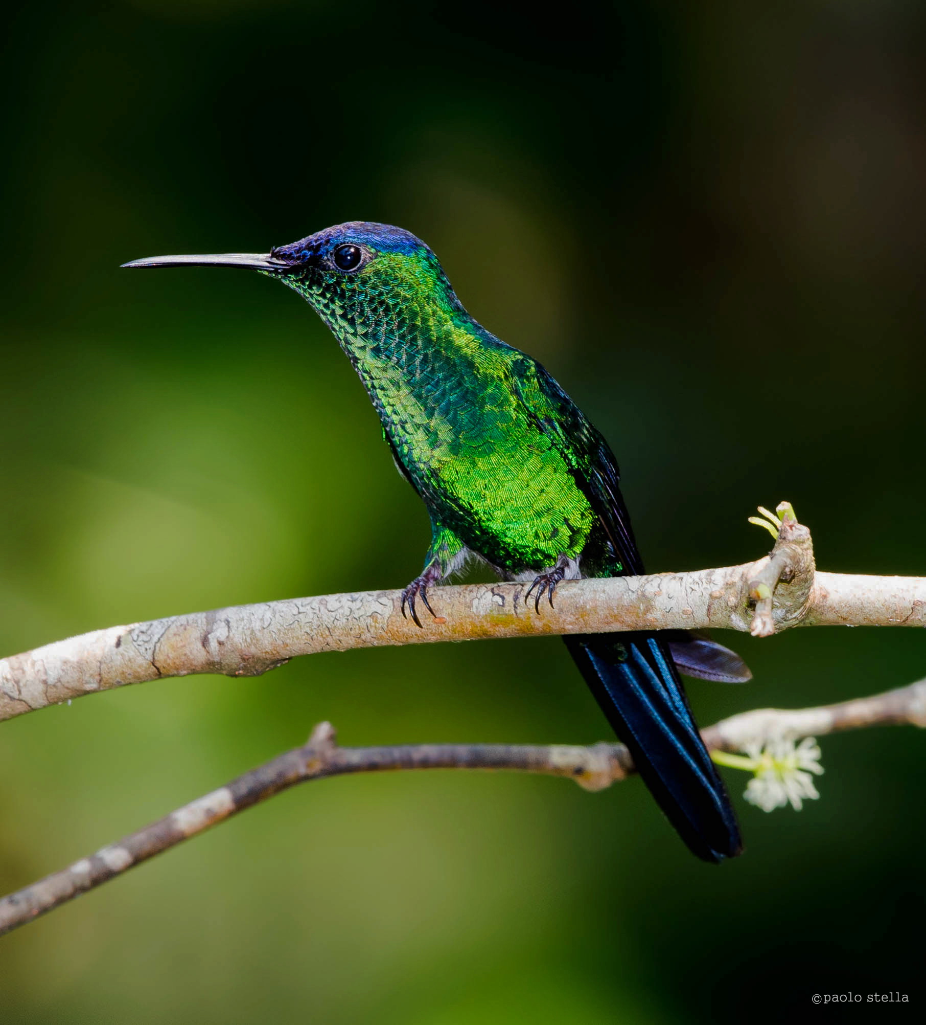 Violet-capped Woodnimph (thalaurania glaucopia)