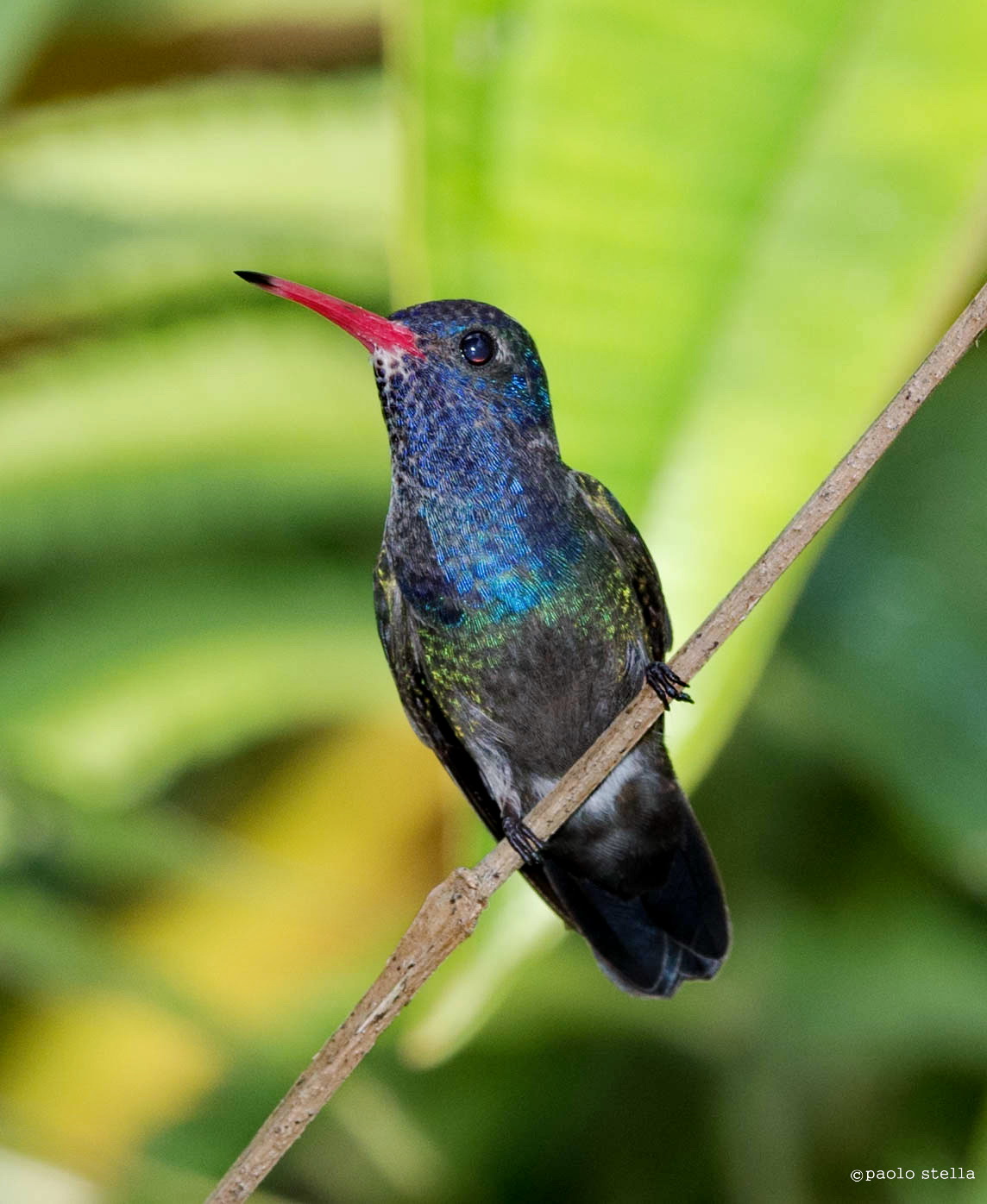 Glittering-bellied Emerald (Chlorostilbon lucidus)