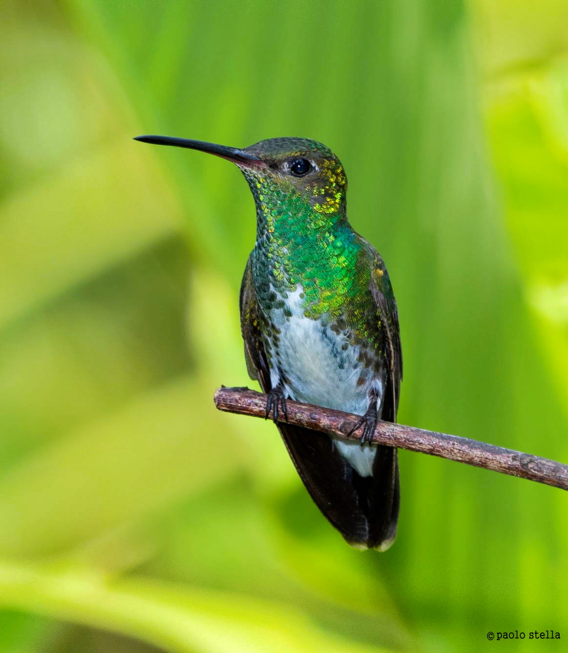 Versicoloured emerald (Amazilia versicolor)