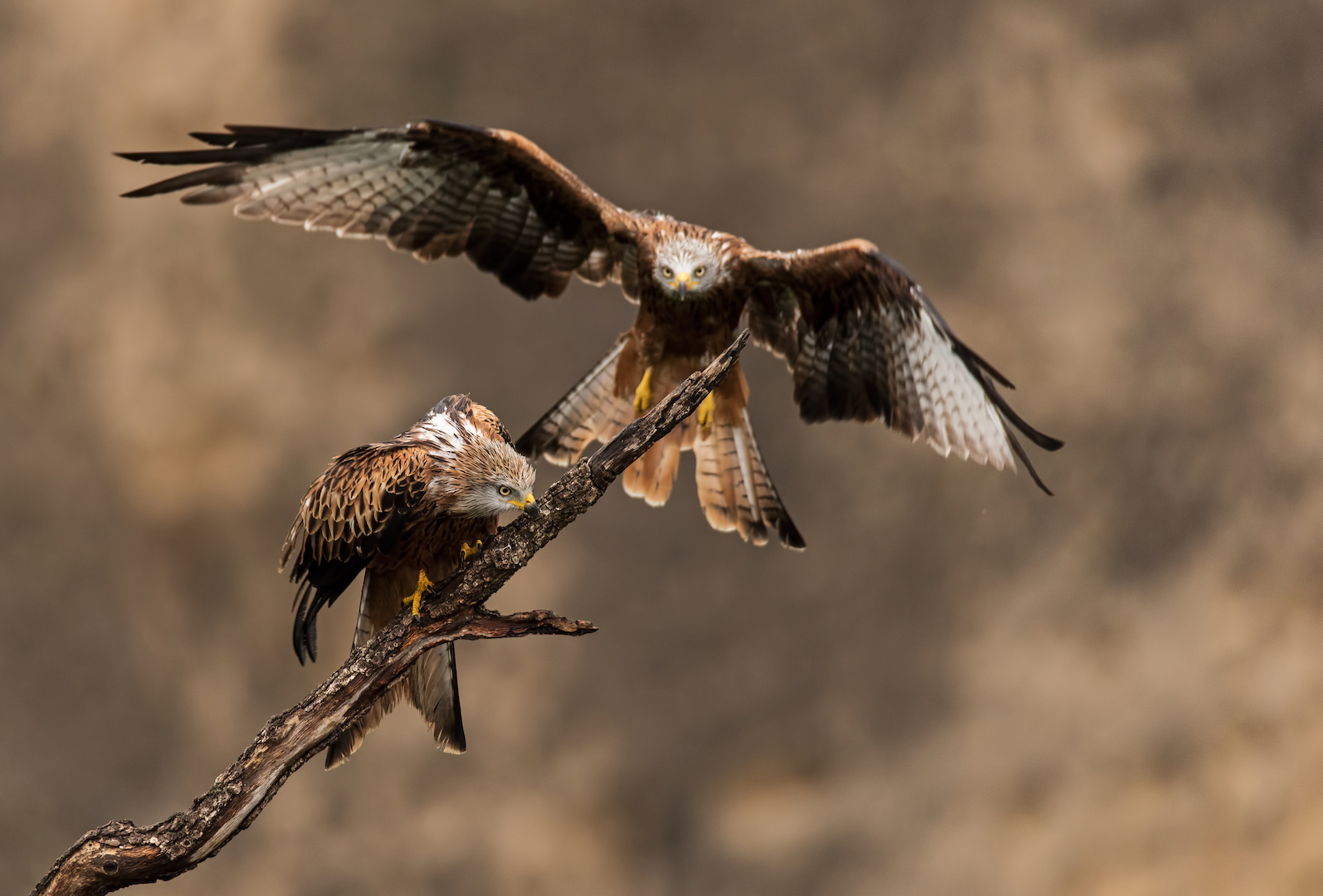 fammi posto. nibbi reali