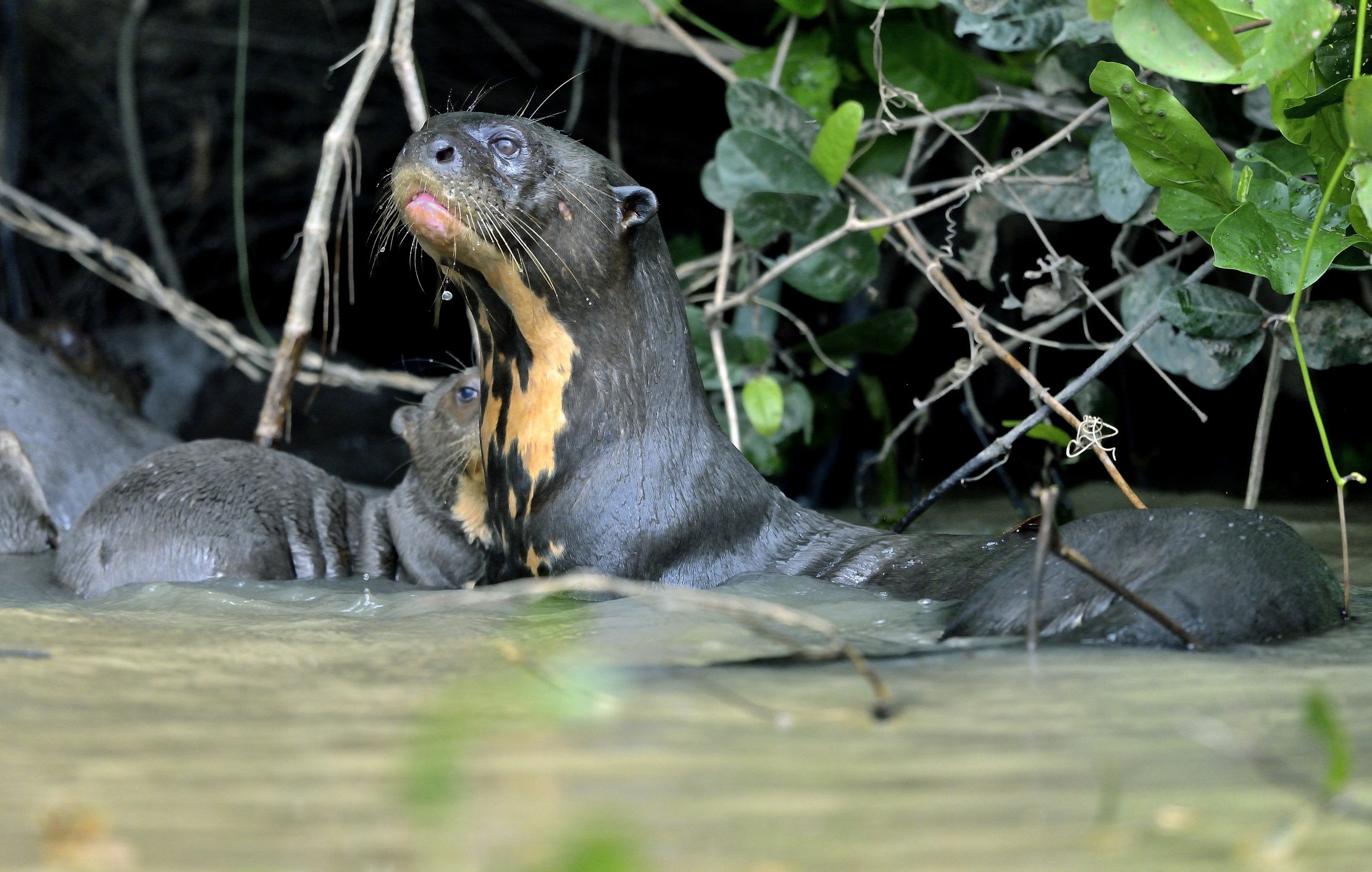 Pantanal 2015 - Lontra gigante
