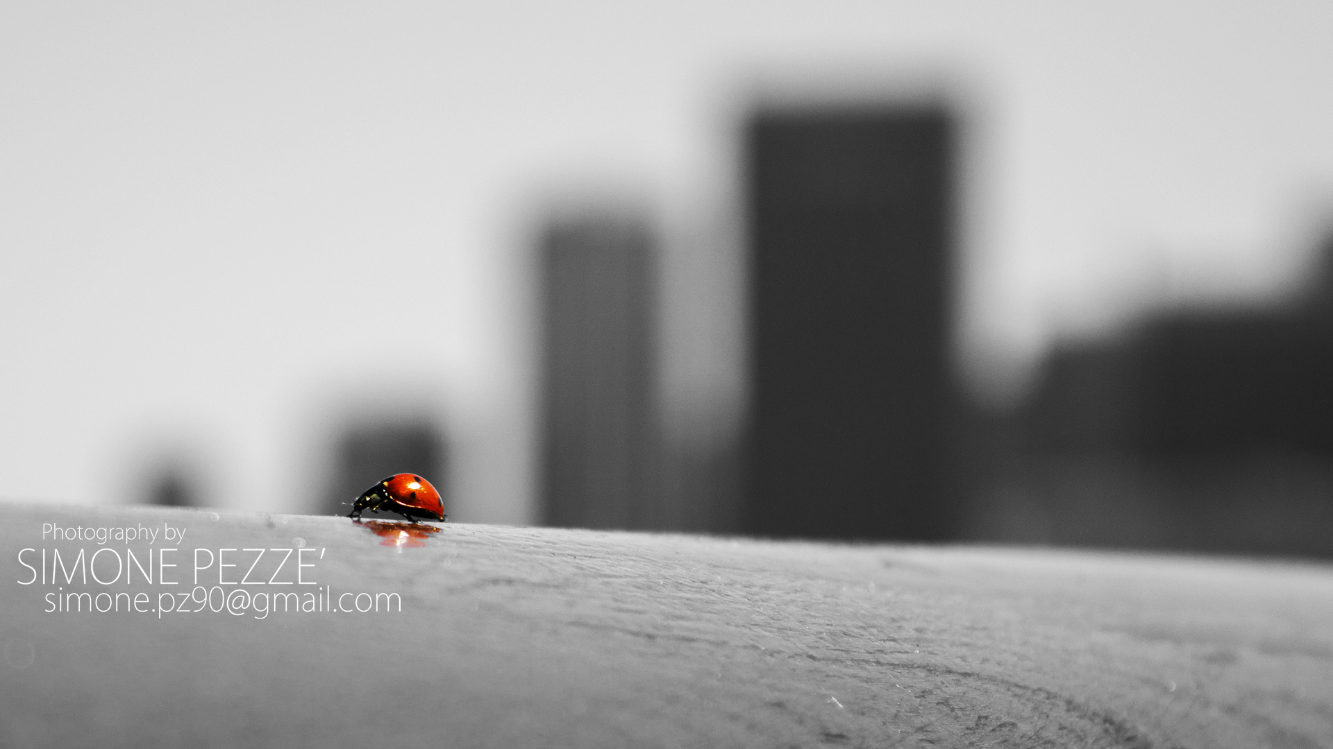 Ladybug San Francisco