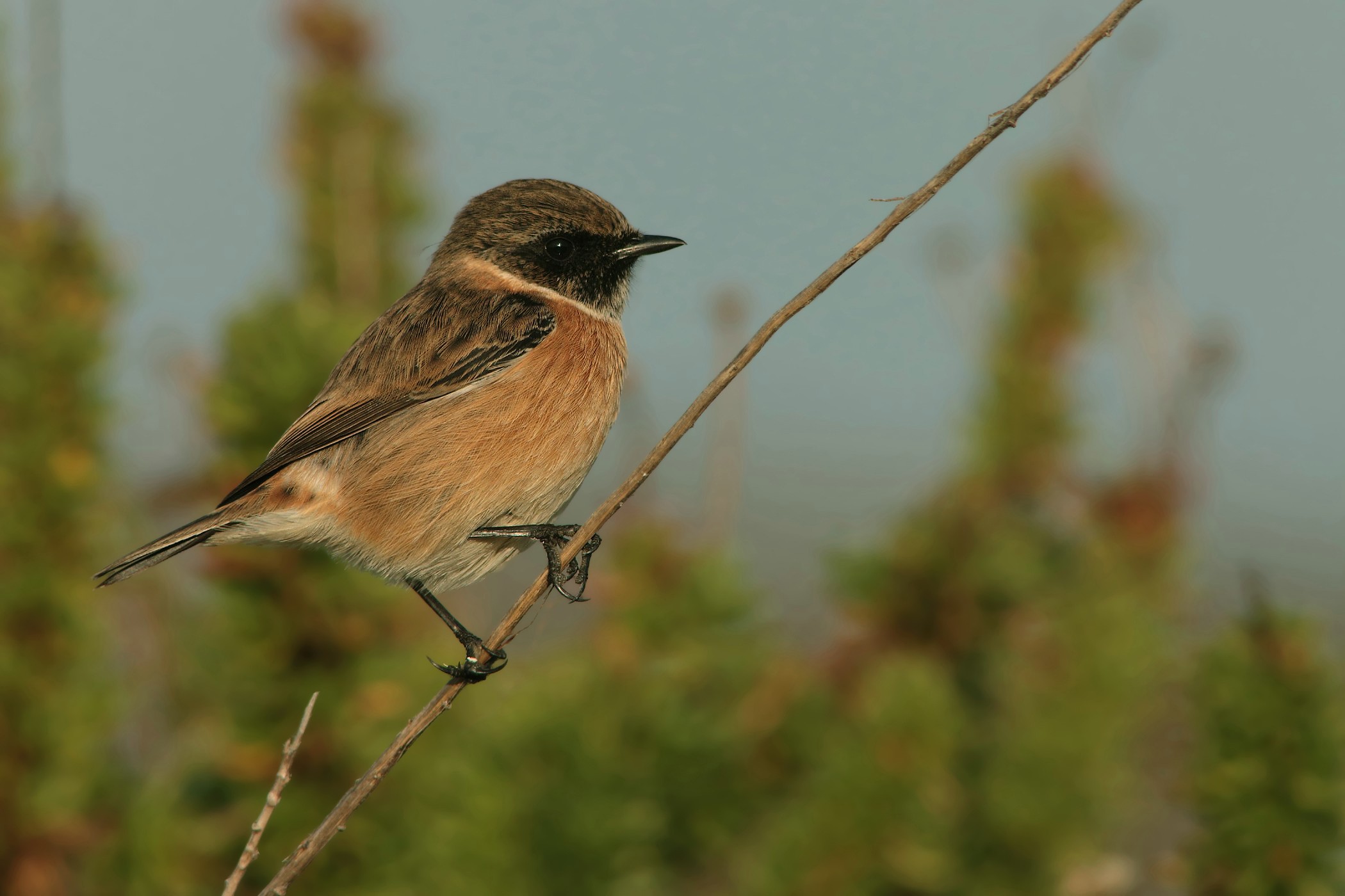 Stonechat (m)