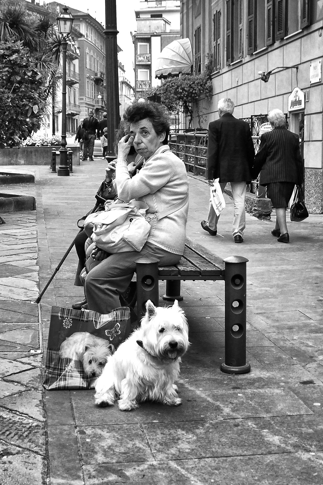 The dog and his twin