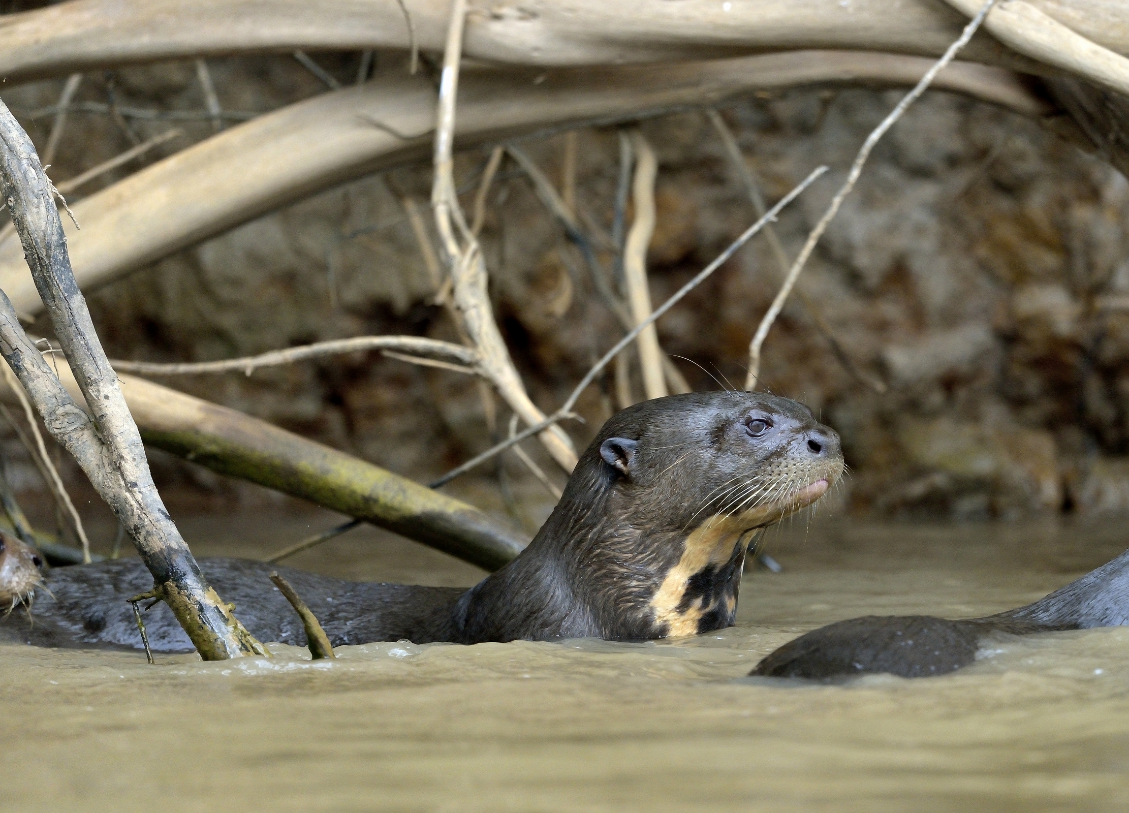 Pantanal 2015 - Lontra gigante