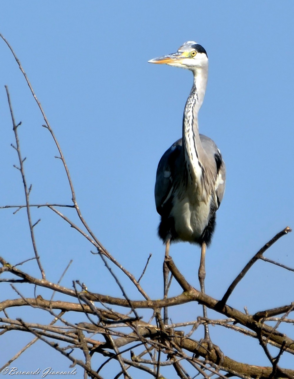 Grey Heron