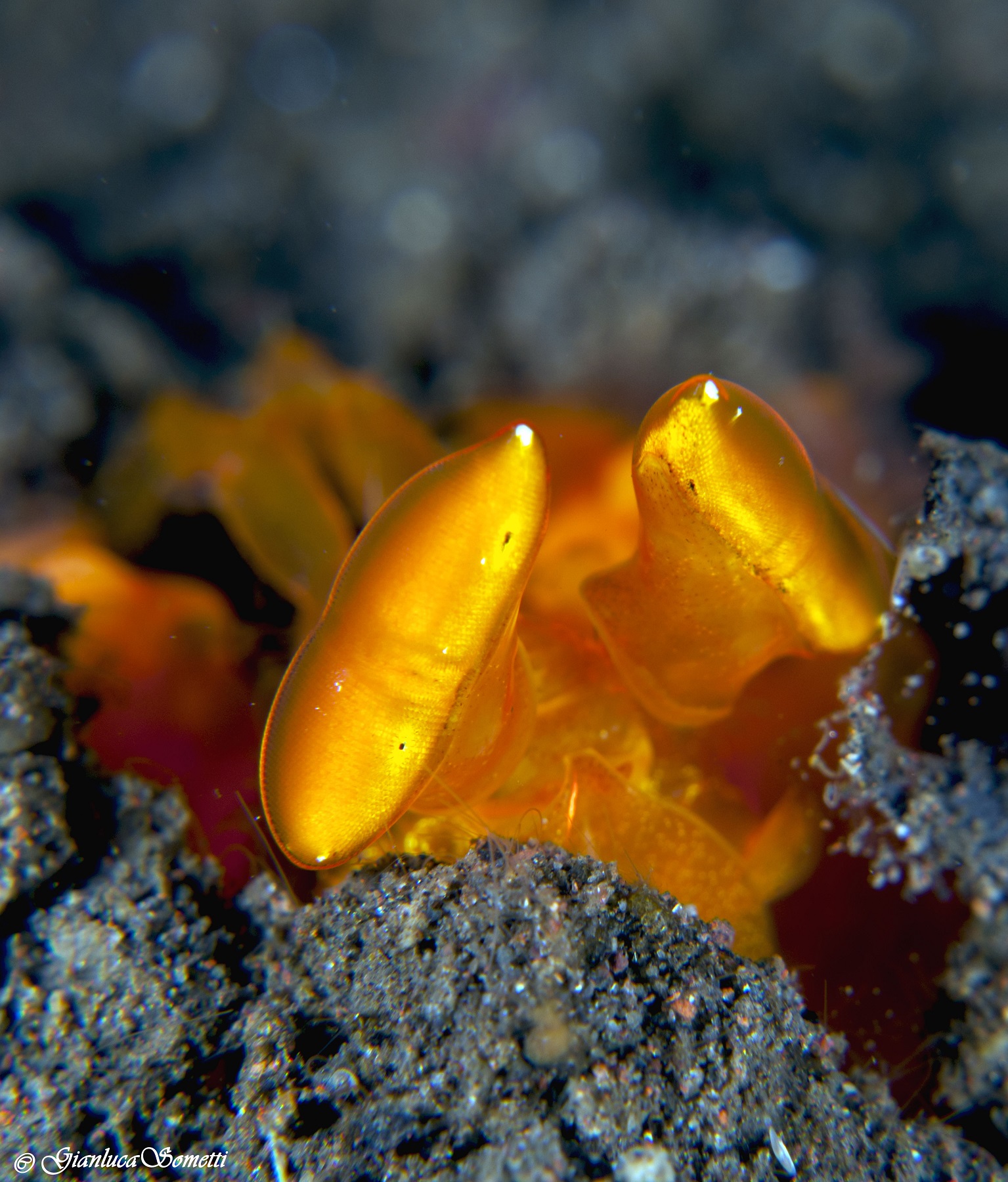 Golden mantis shrimp