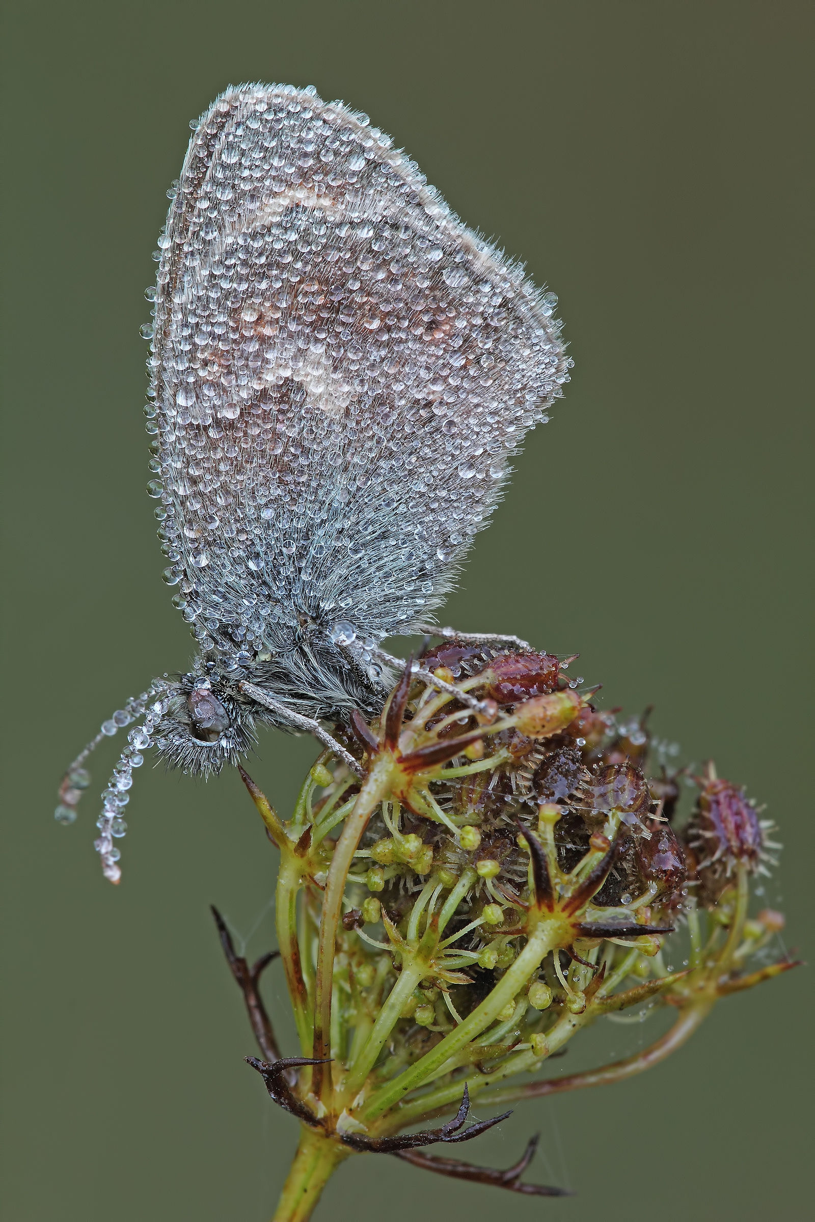 In its perch natural!