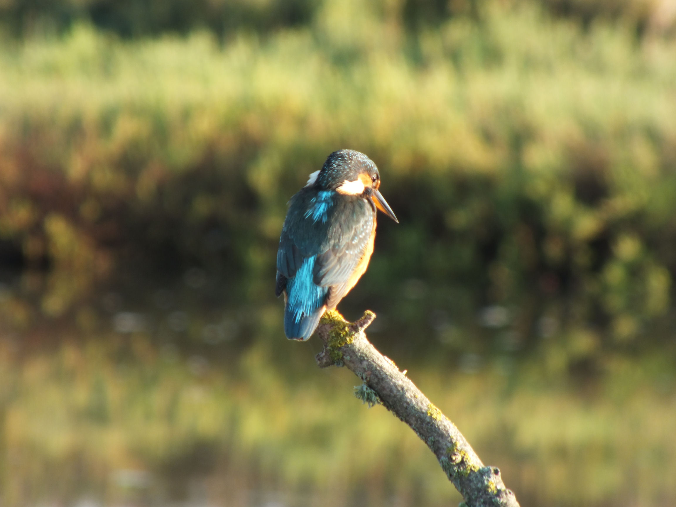 Kingfisher