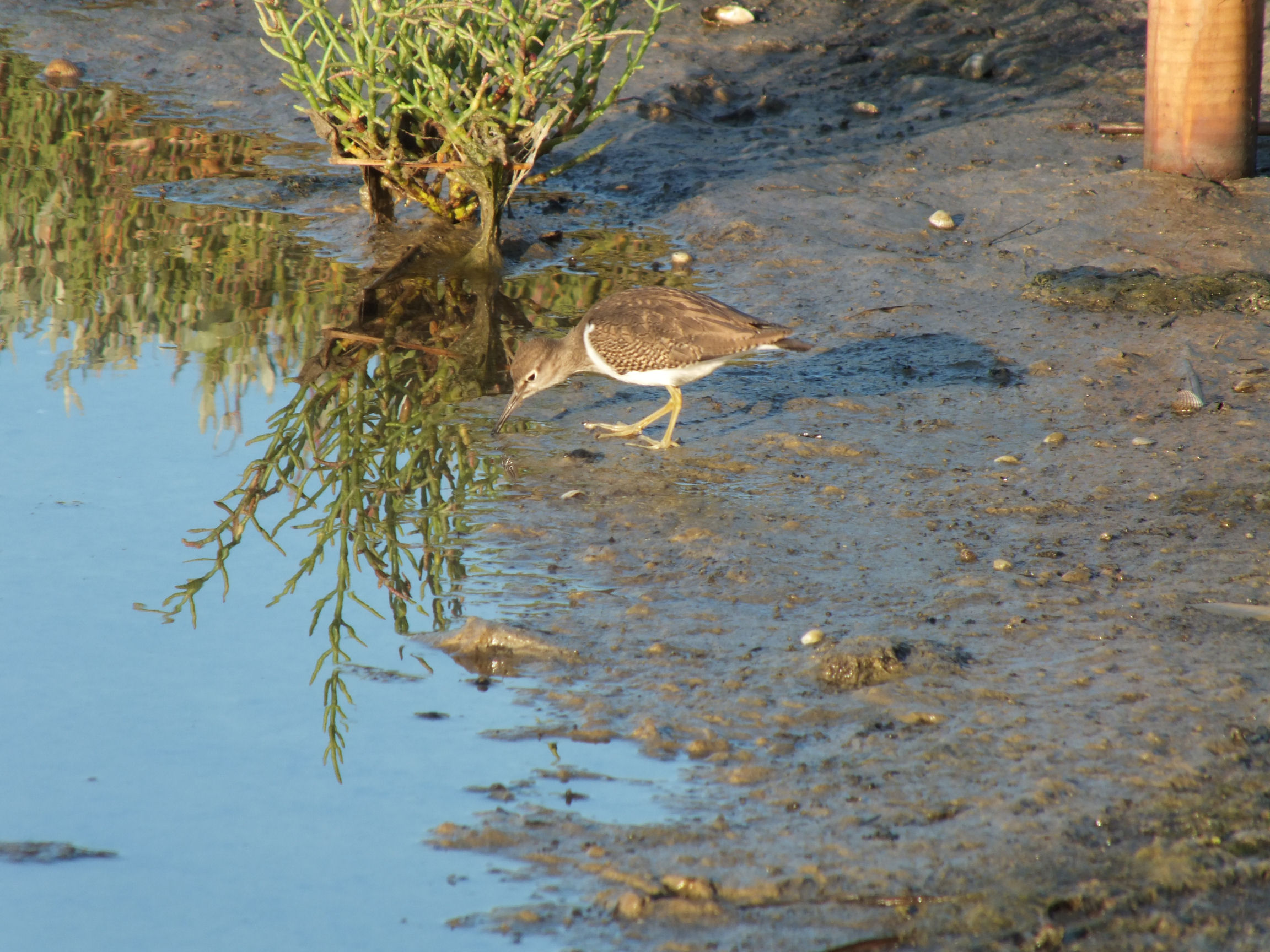 Sandpiper
