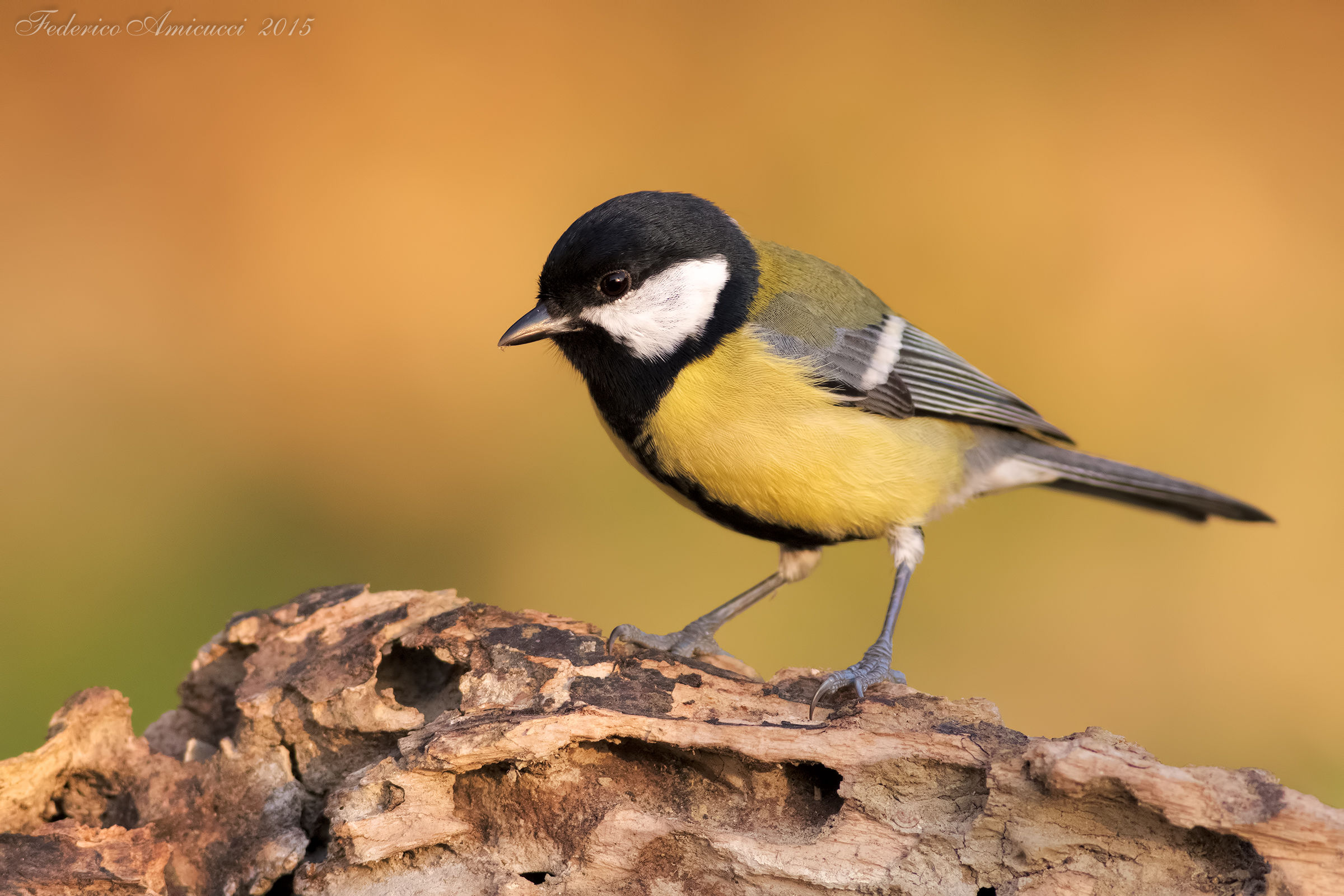 Cinciallegra avvolta dal sole
