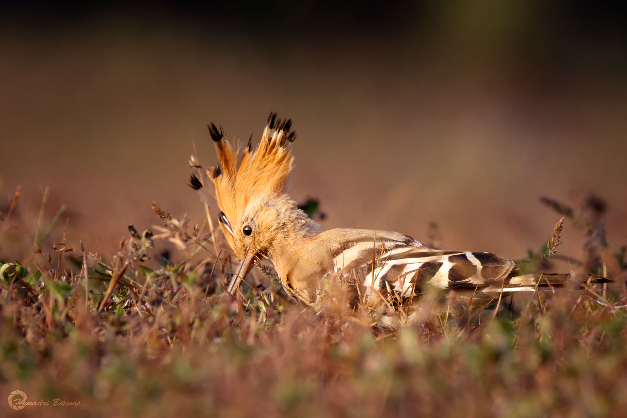 Hoopoe