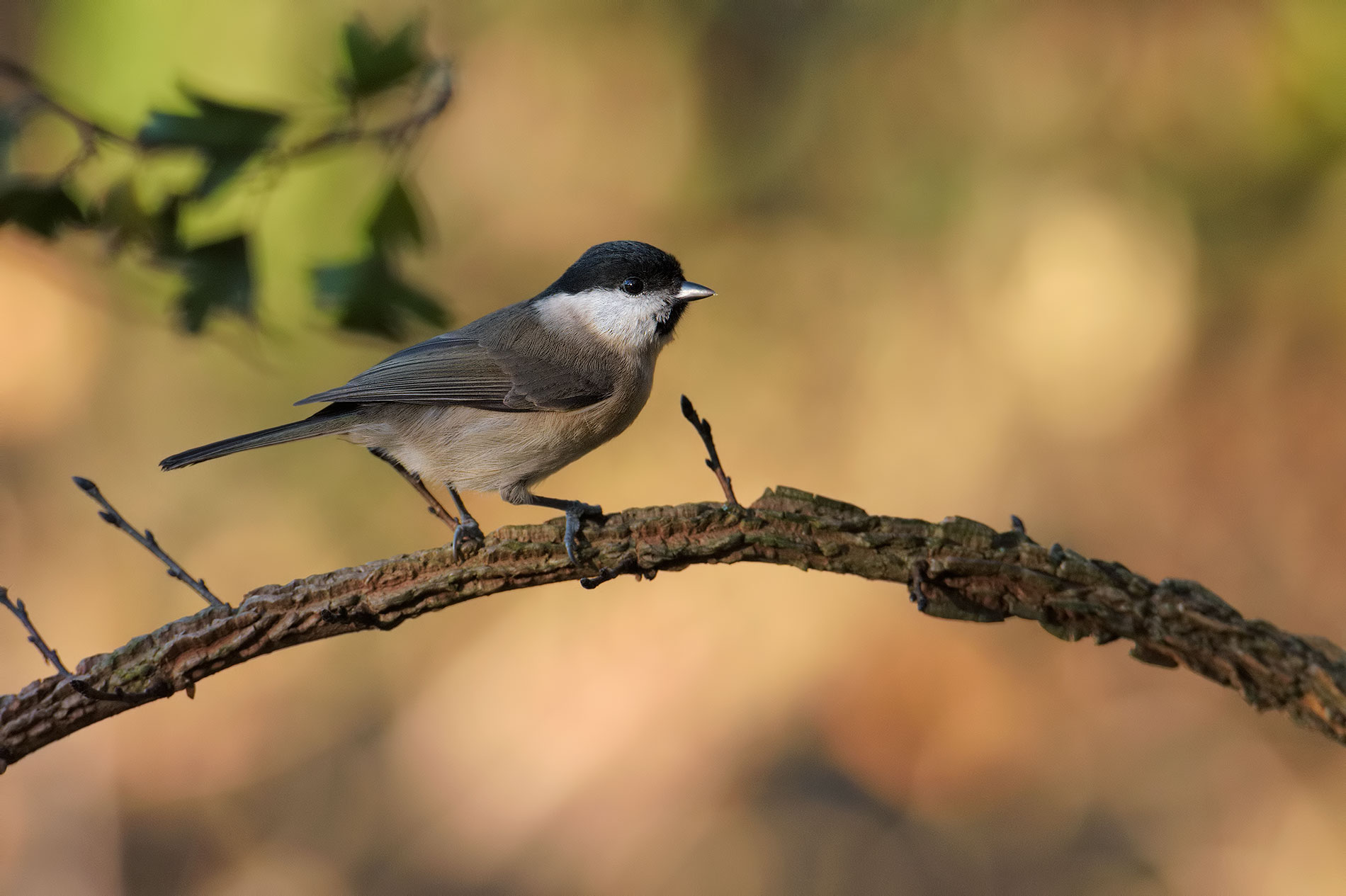 Chickadee