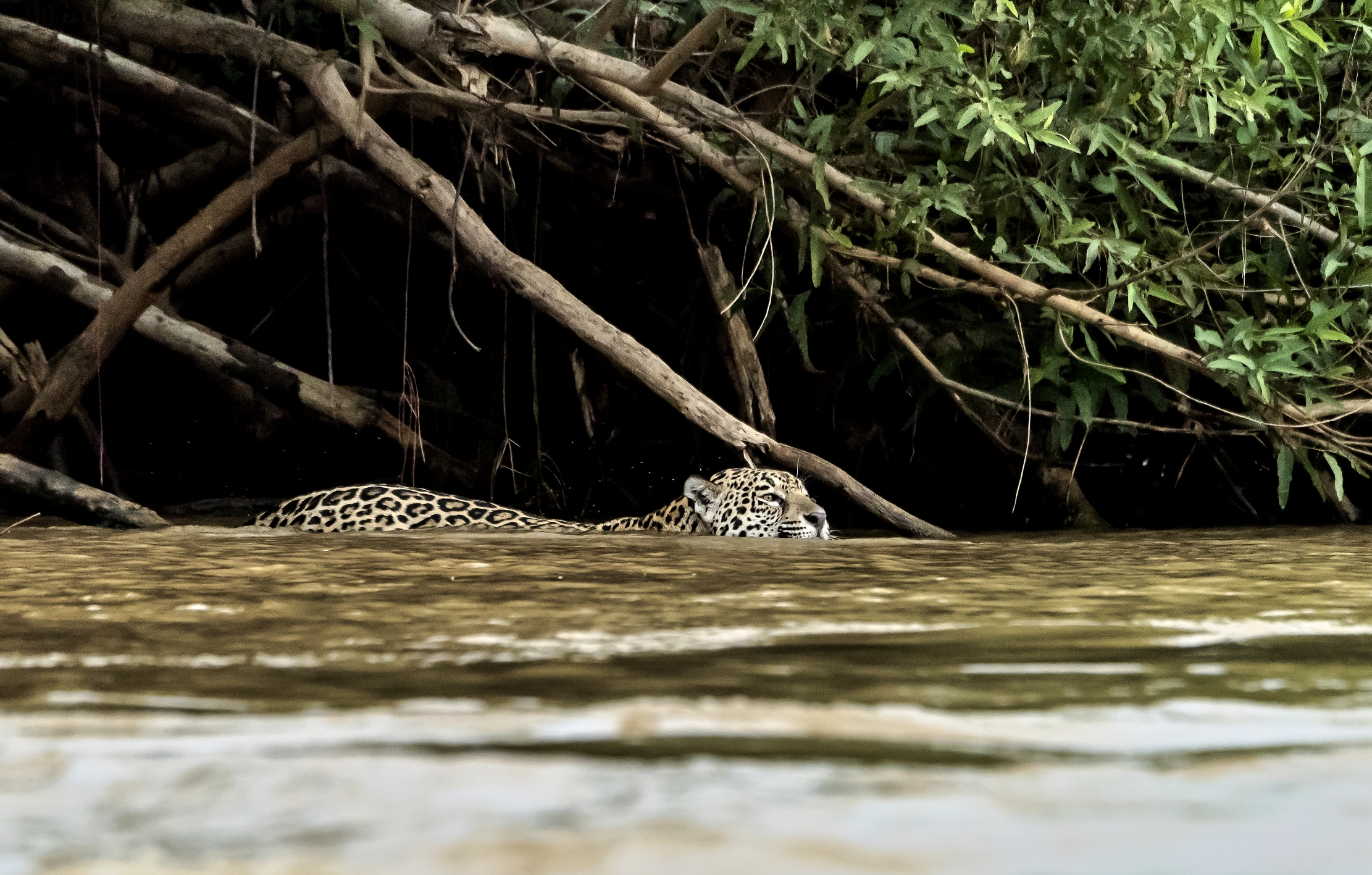 Pantanal 2015 - Jaguar