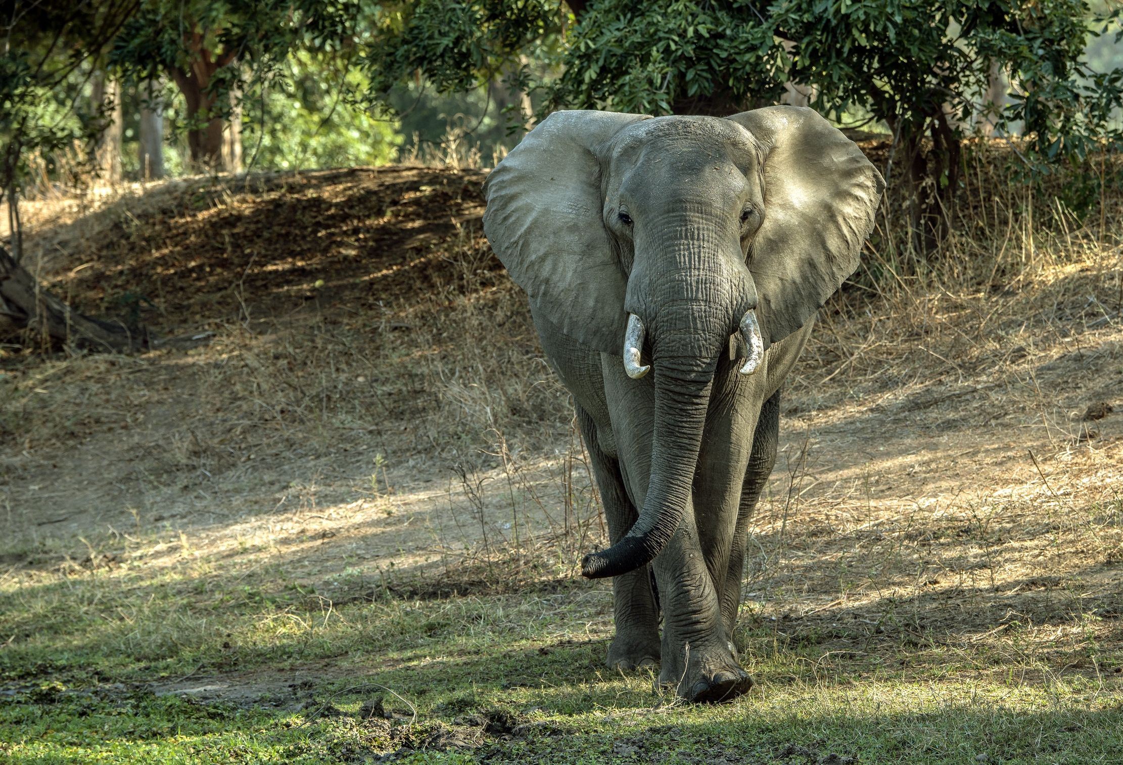 Zambia 2015 - Elefhant