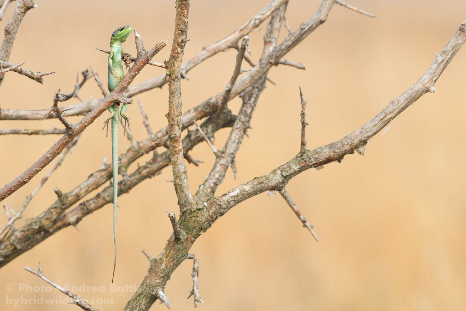 Predazione di averla maggiore