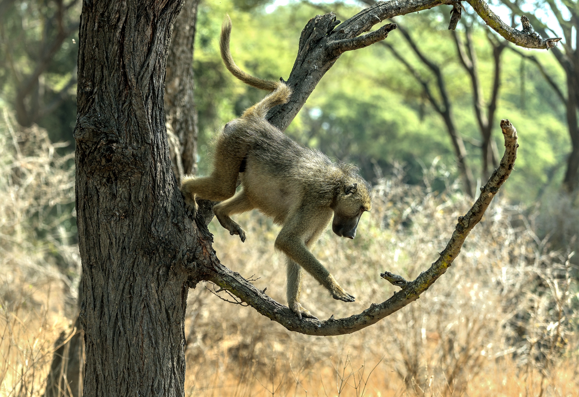 Zambia 2015 -  Baboon