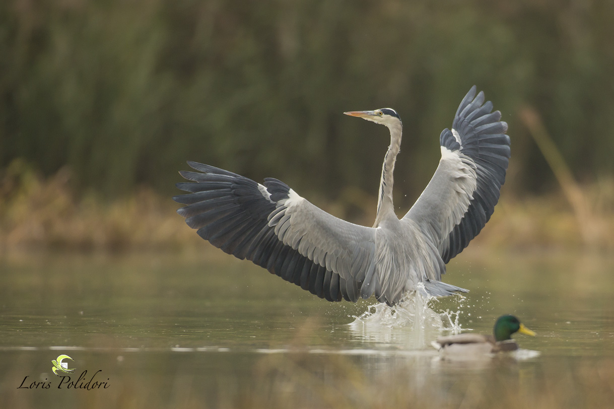 airone cenerino in arrivo