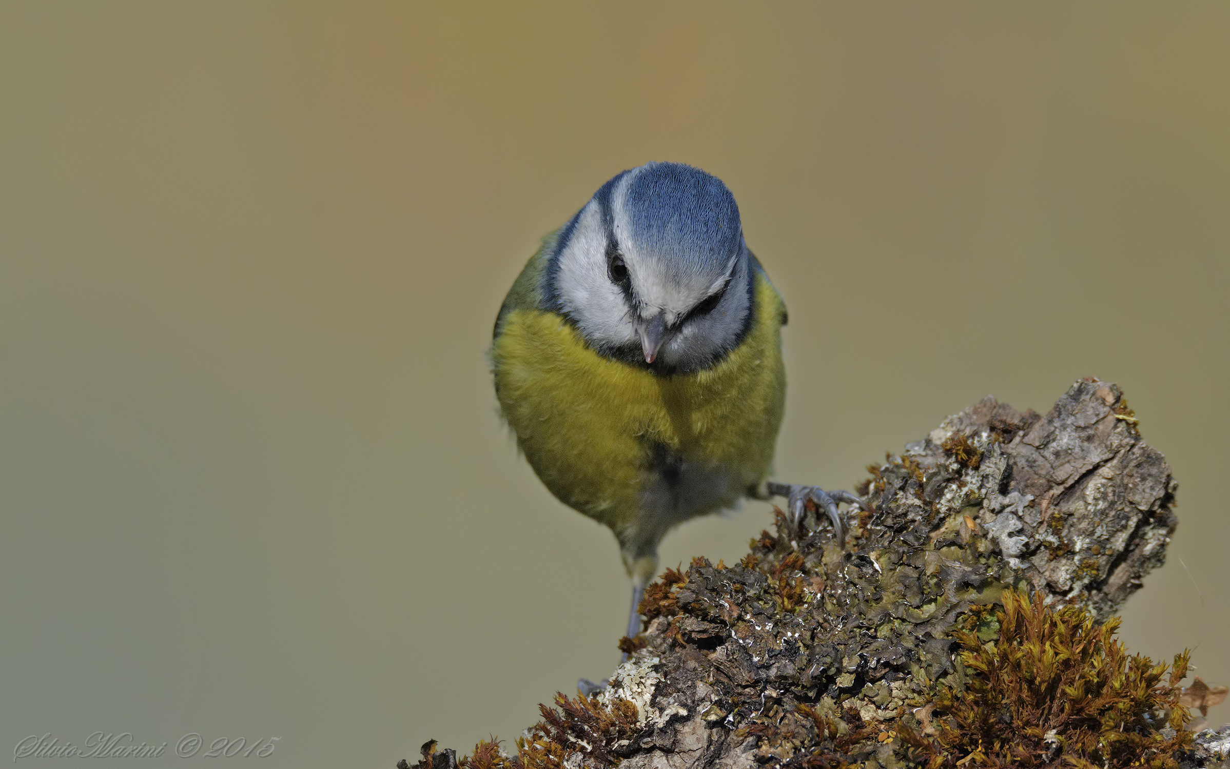 Cinciarella - (Cyanistes caeruleus)