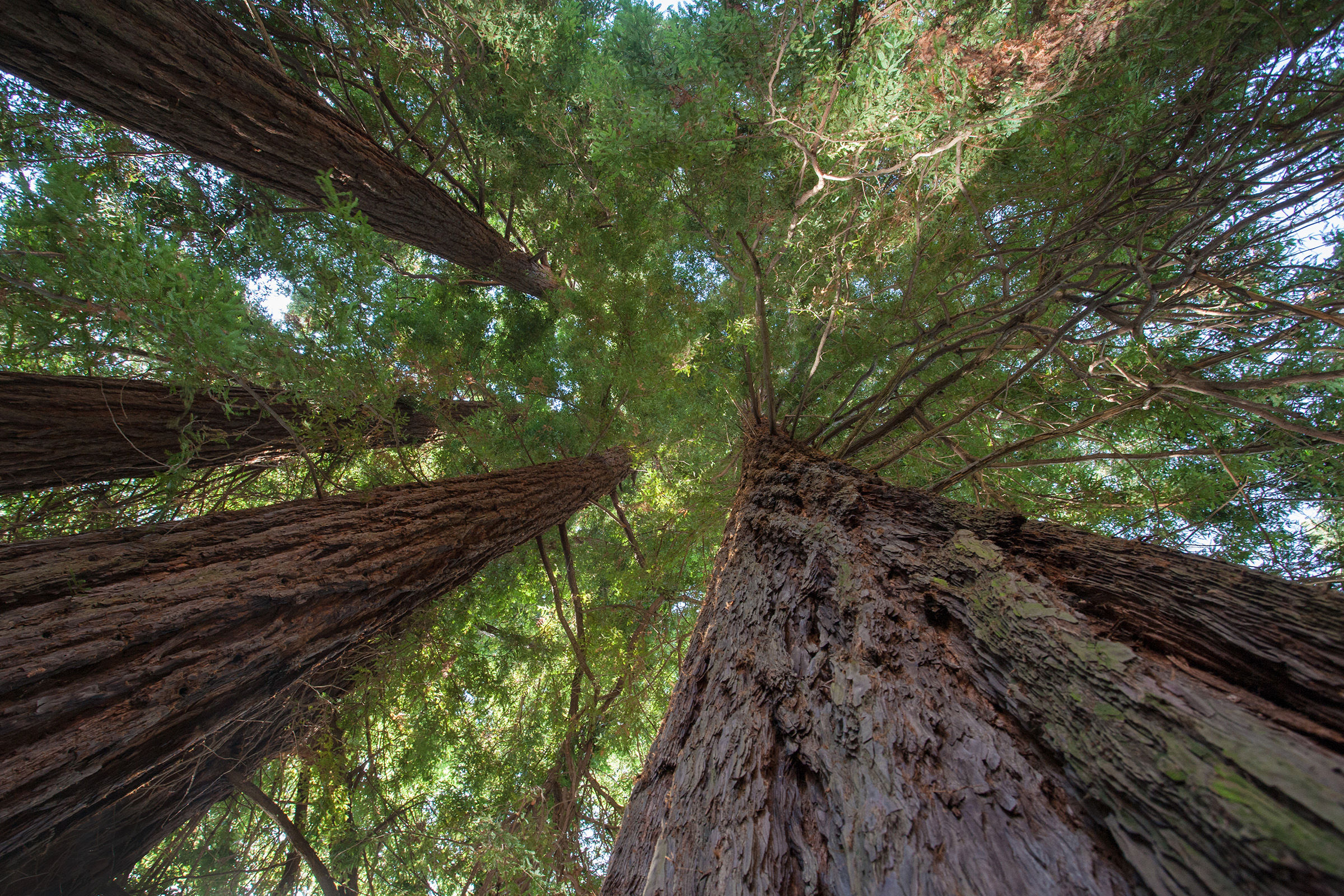 In the presence of the redwoods