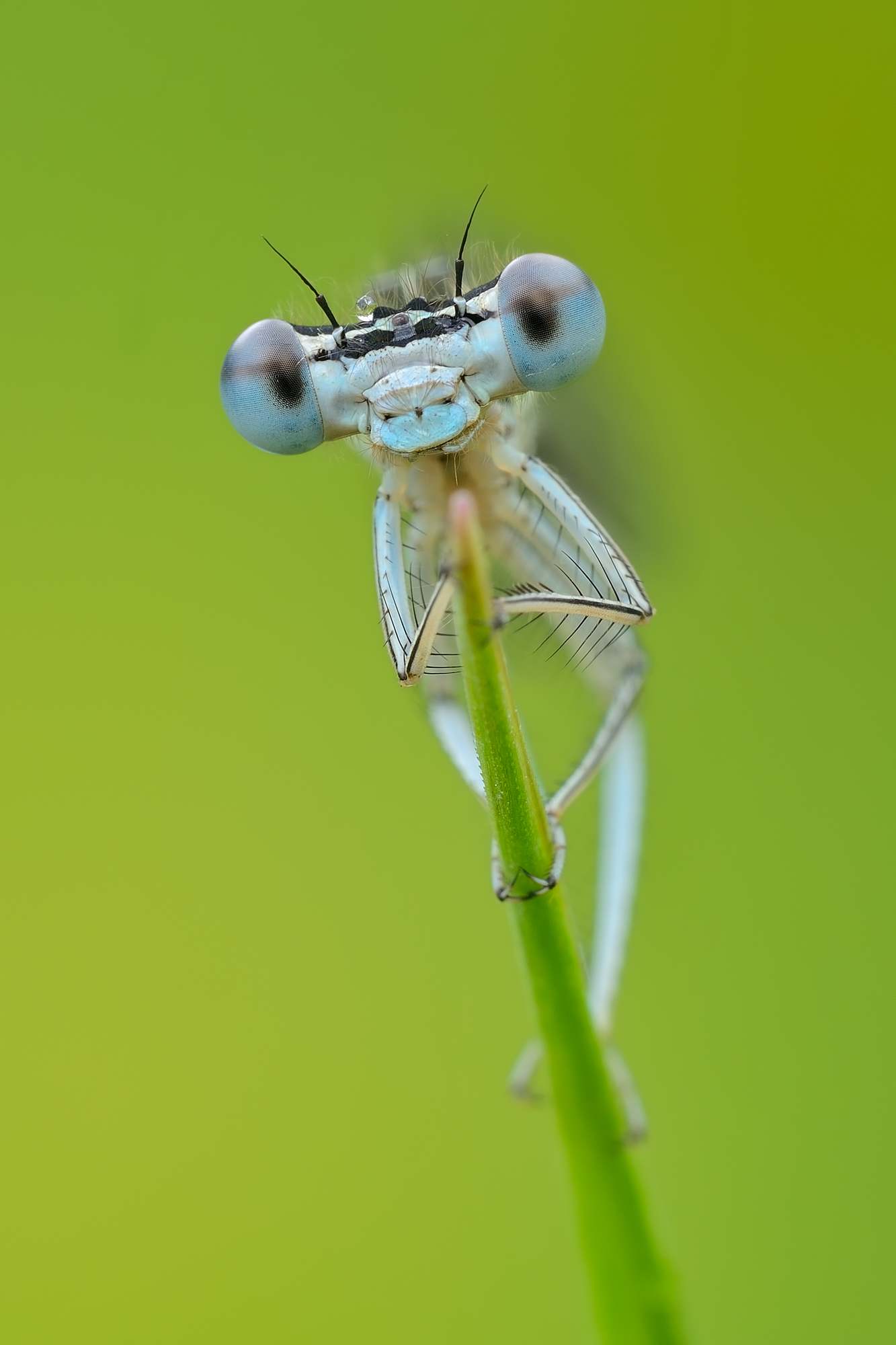 Sguardo (Platycnemis pennipes)