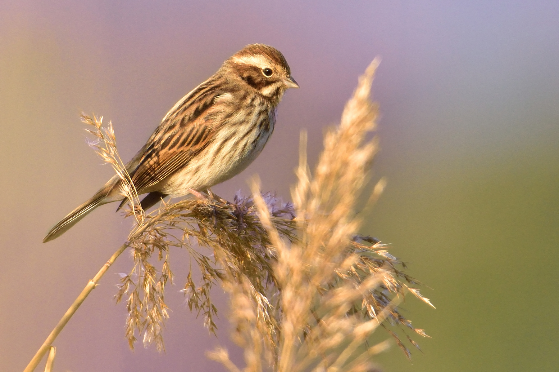 Migliarino di palude