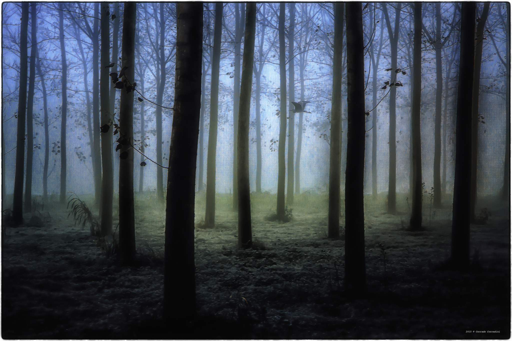 Tu chiamale  se Vuoi...