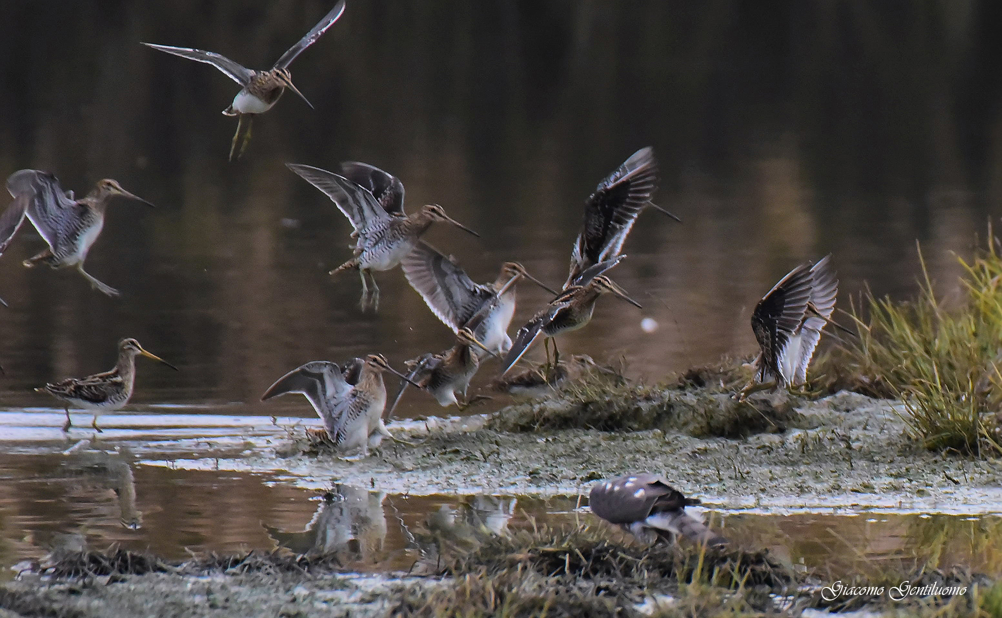 panico fra i beccaccini